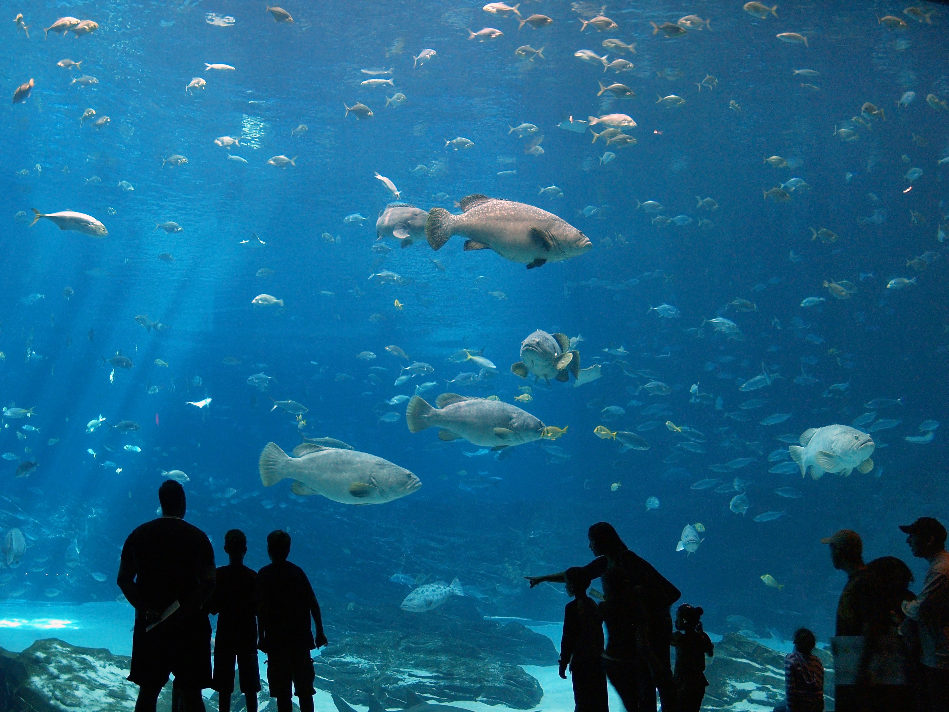 Seafood Fish Fish Tank Animals Aquarium 3264x2448