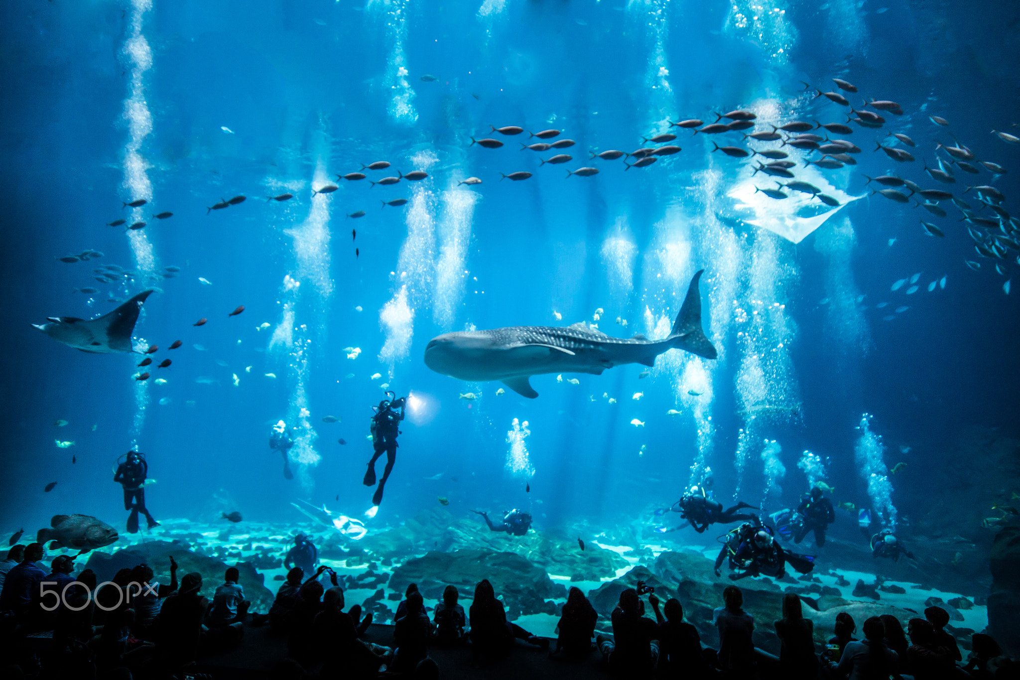 Aquarium Fish Animals 500px Whale Shark Manta Rays Diving Underwater Cyan Blue Bubbles 2048x1365