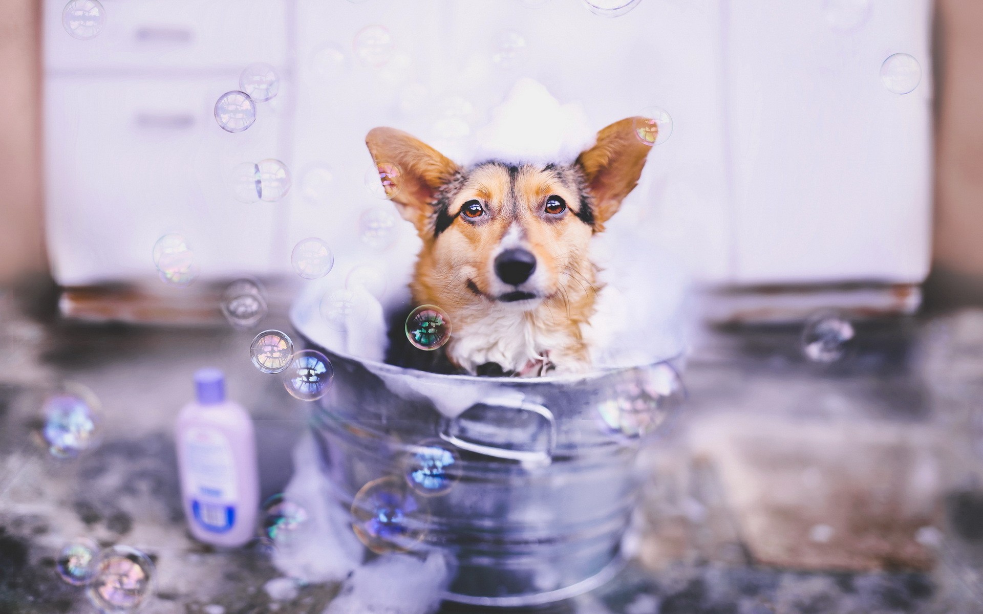 Animals Dog Bubbles Bucket 1920x1200