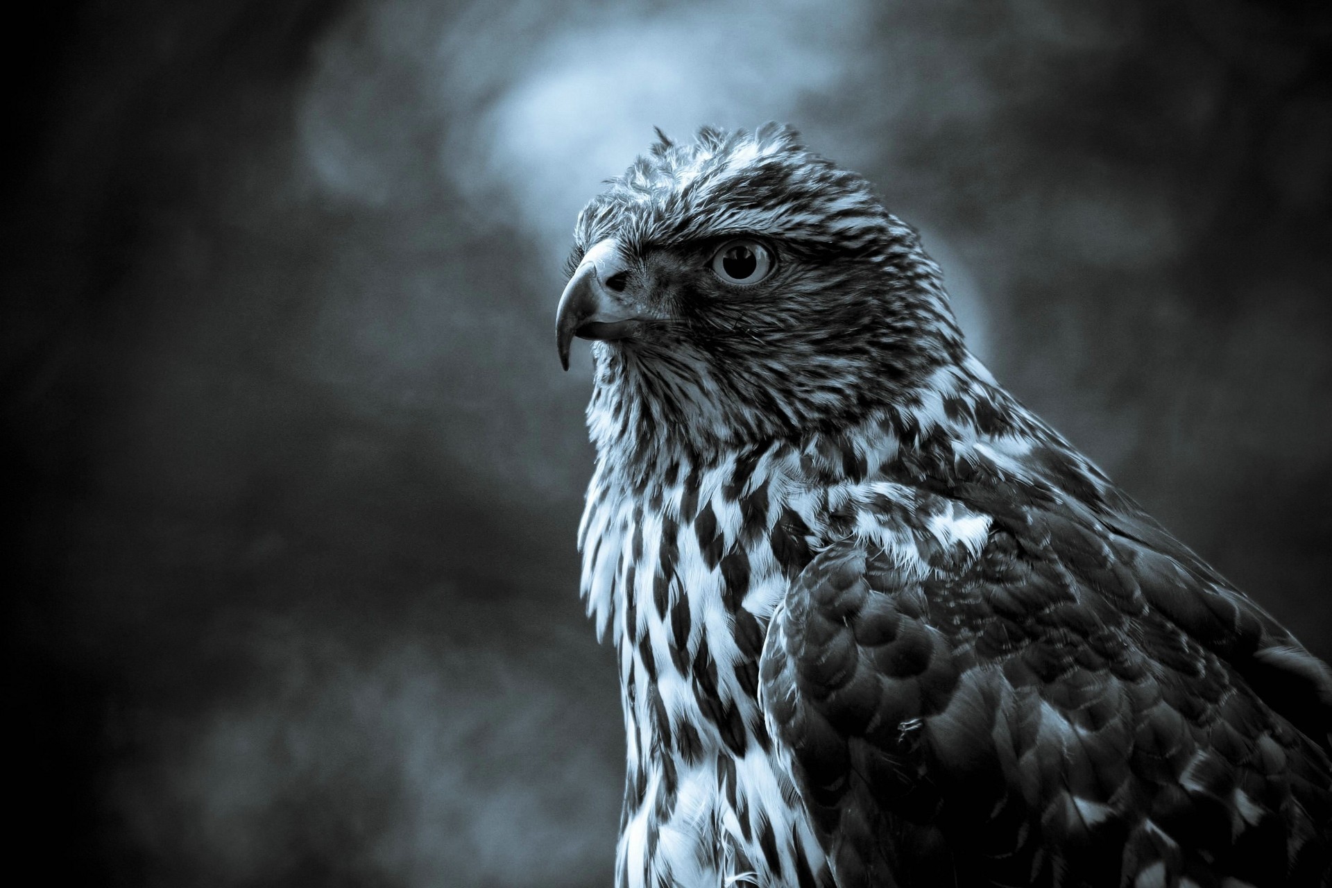 Animals Hawks Birds 1920x1280