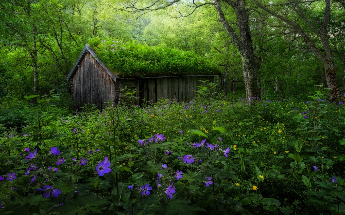 Nature Landscape Forest Spring Norway Wildflowers Hut Abandoned Trees Green Purple Yellow Shrubs 1400x875
