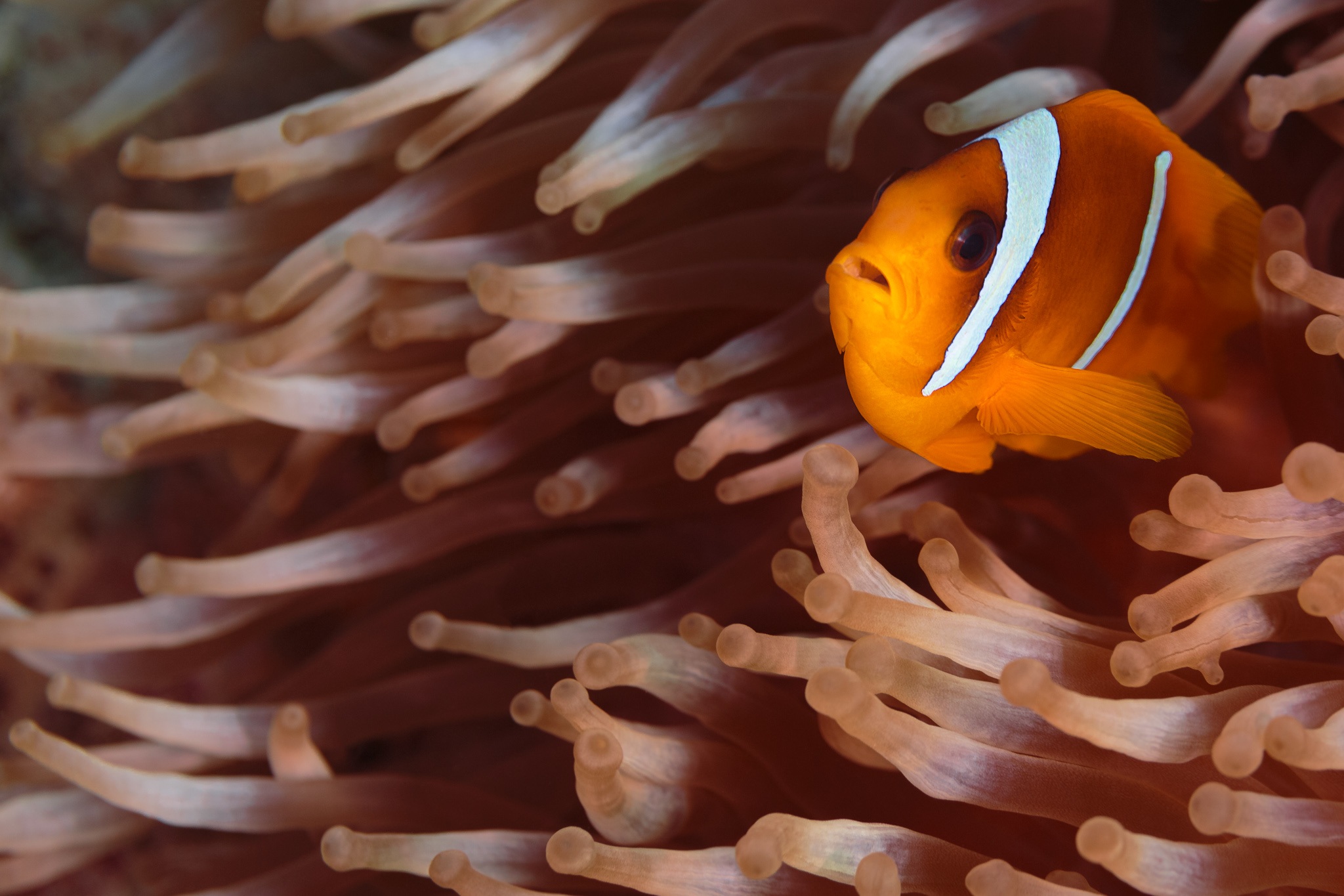 Clownfish Sea Anemone Fish 2048x1365