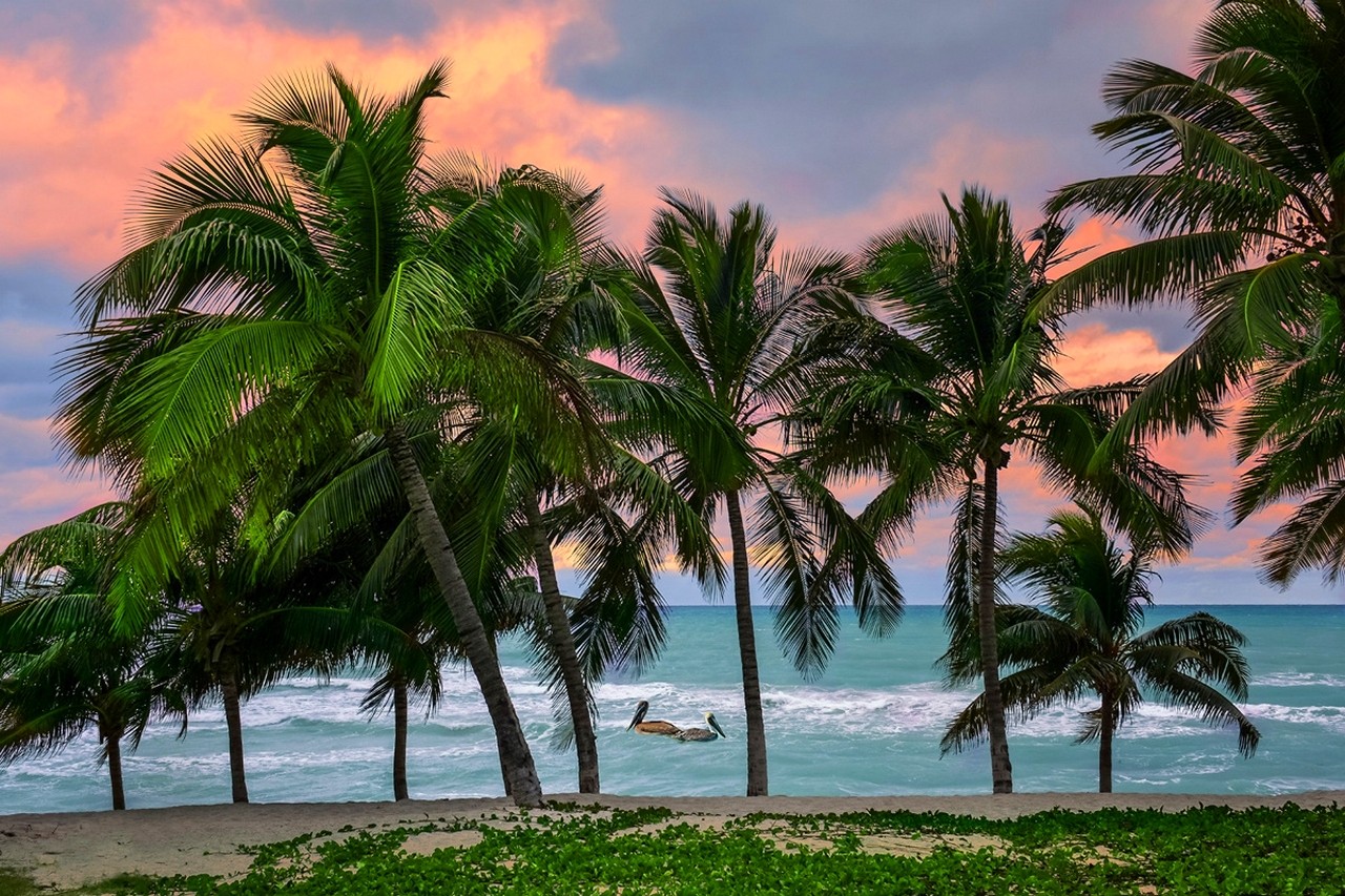 Caribbean Tropical Beach Cuba Sea Island Pelicans Palm Trees Sand Nature Landscape 1280x853