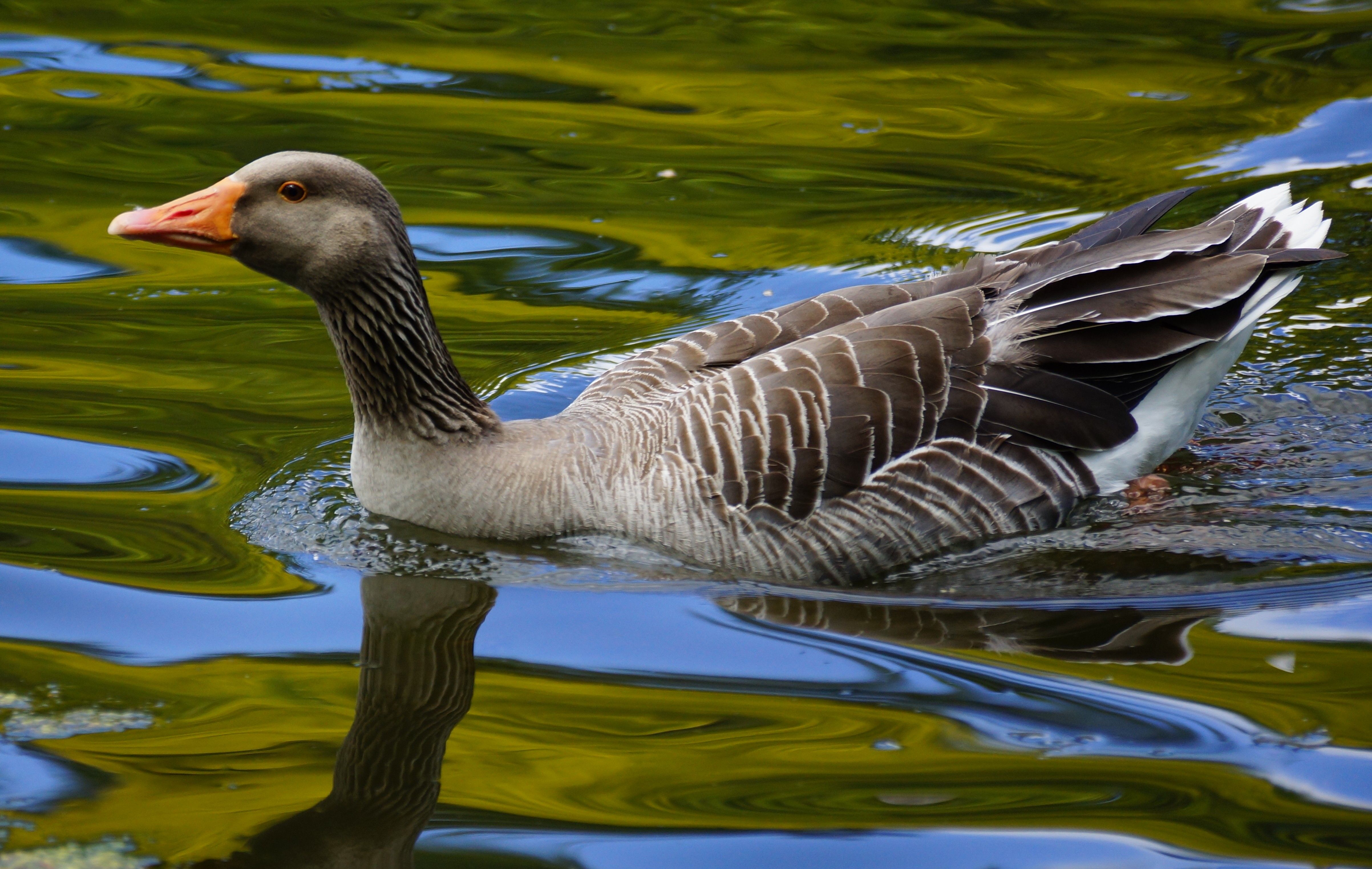 Animal Goose 4810x3045