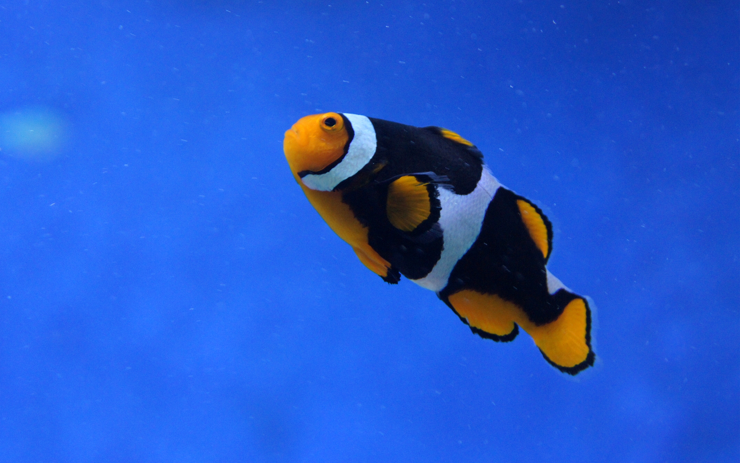Animal Clownfish 2560x1600