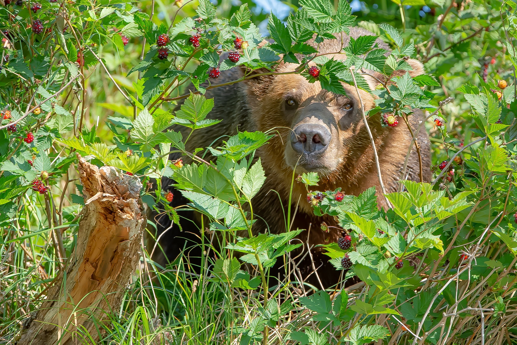 Nature Plants Berries Bears Animals Mammals Red Berries Shrubs Raspberries Hiding Looking At Viewer  2048x1366