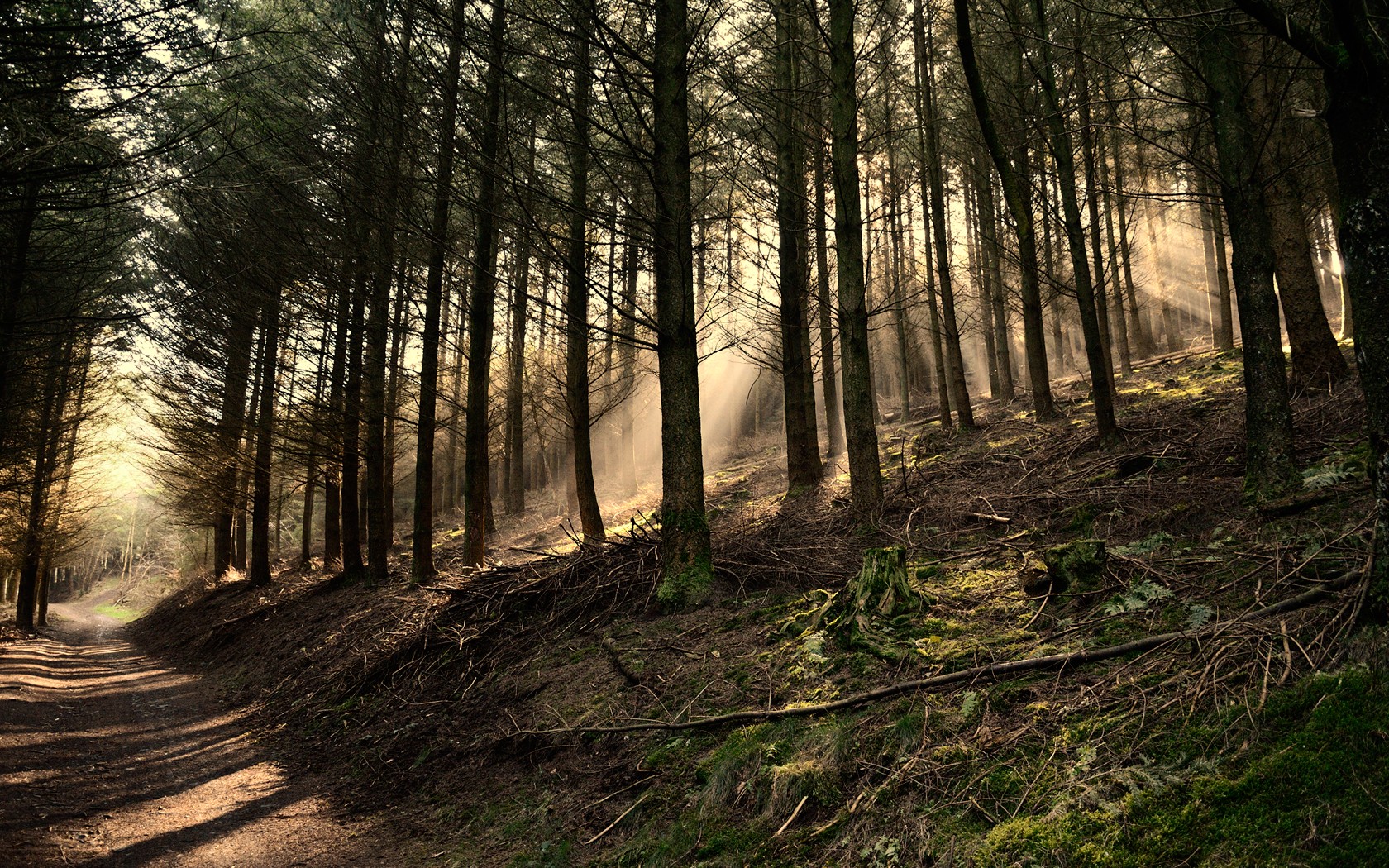 Forest Pathway Trees 1680x1050