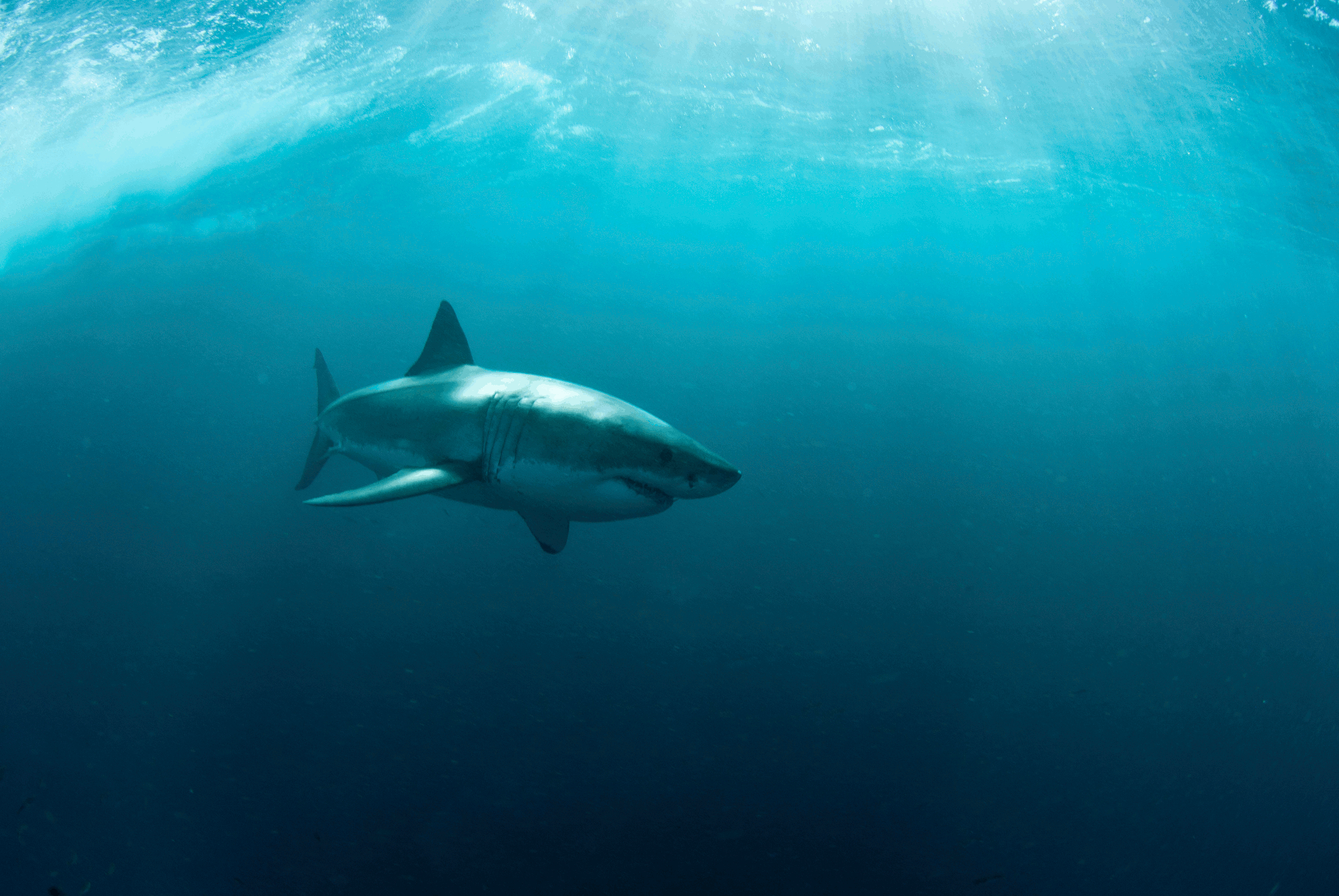 Animal Great White Shark 2000x1339