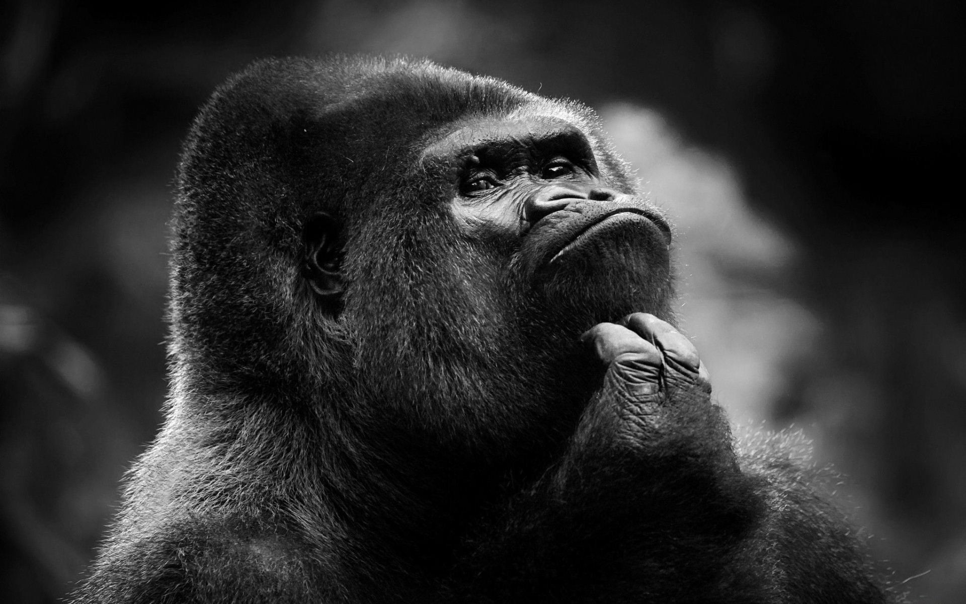 Gorillas Animals Mammals Monochrome 1920x1200