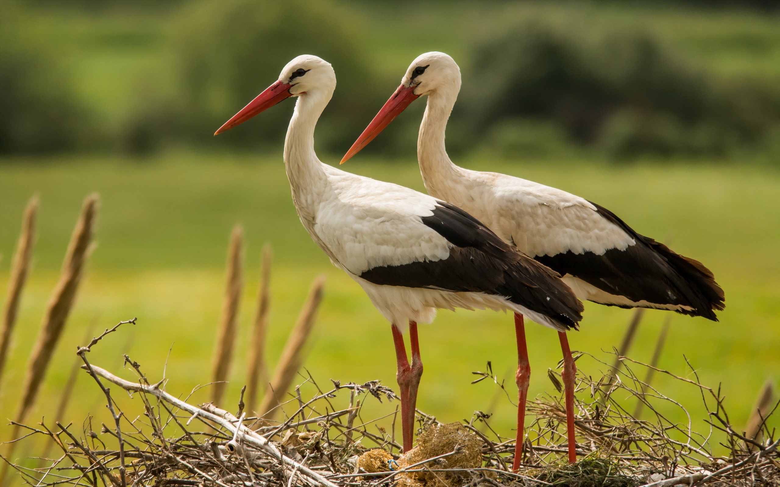 White Stork Stork Bird Wildlife 2560x1600