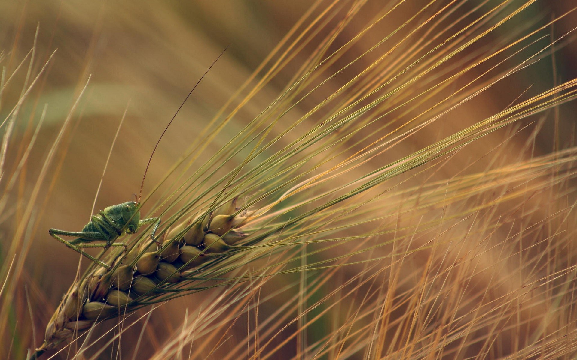 Nature Wheat Plants Insect Grasshopper Macro Spikelets Green 1920x1200