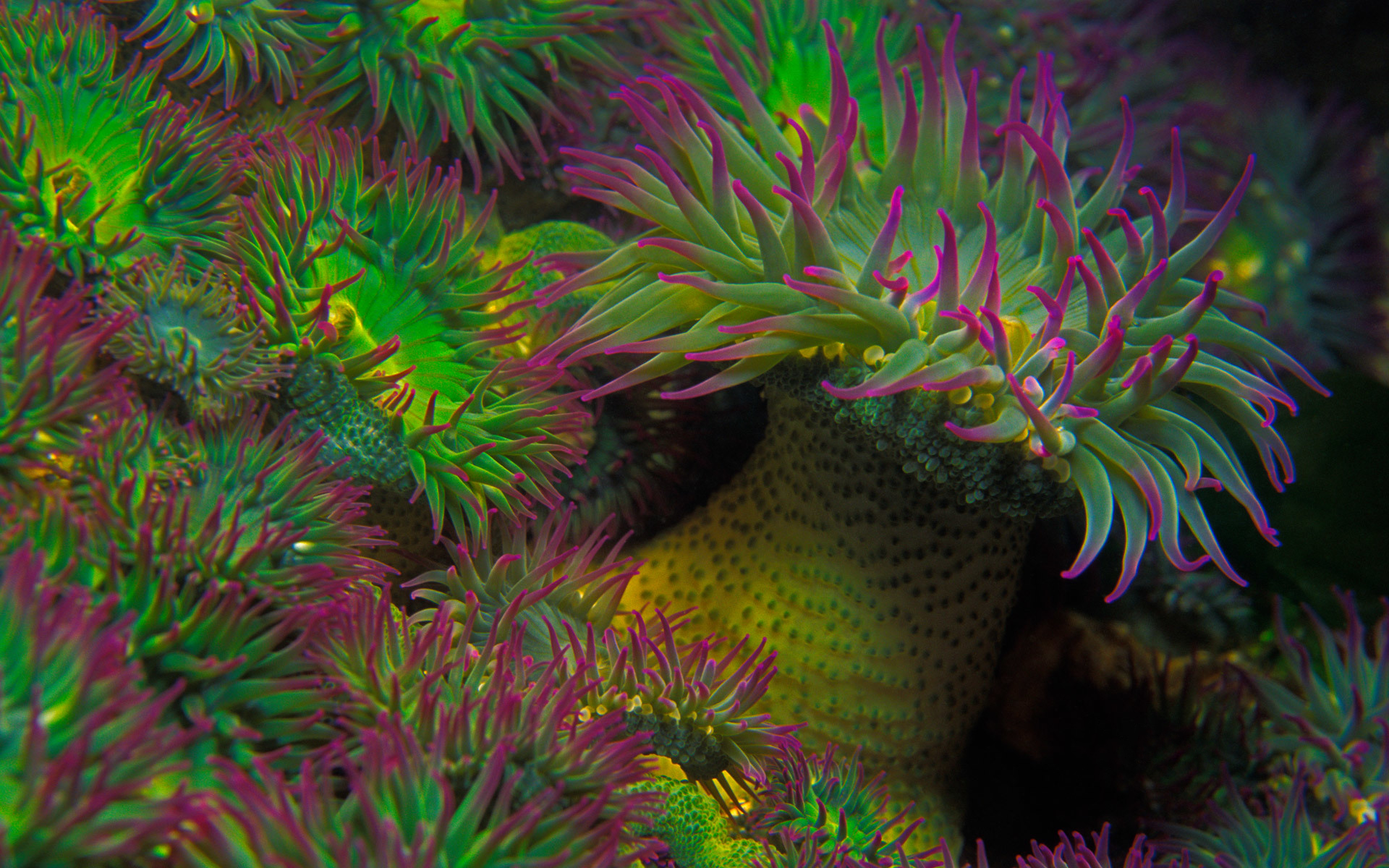 Animal Sea Underwater Sea Anemone 1920x1200