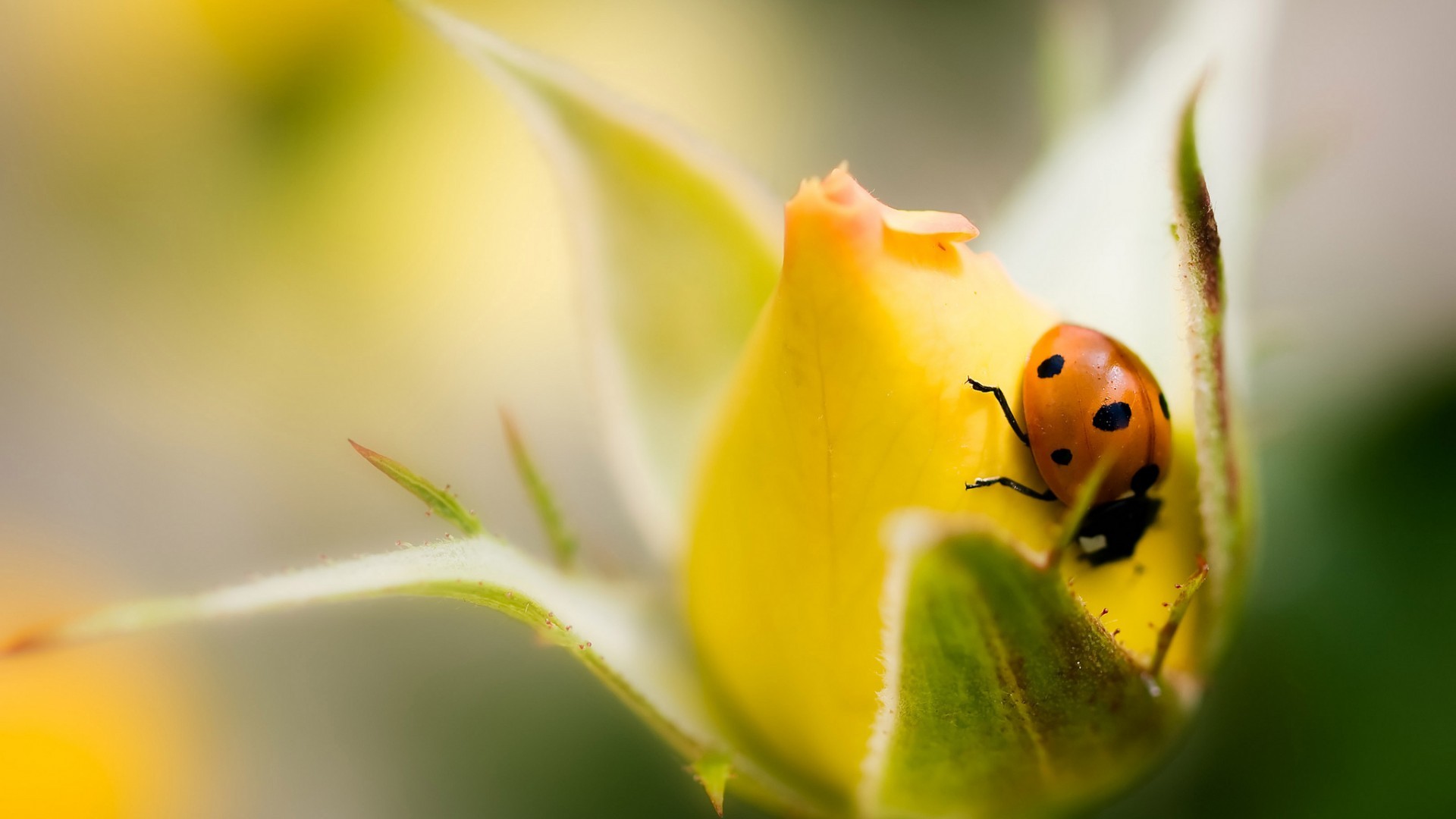 Rose Macro Flowers Ladybugs Insect Yellow Flowers Yellow 1920x1080