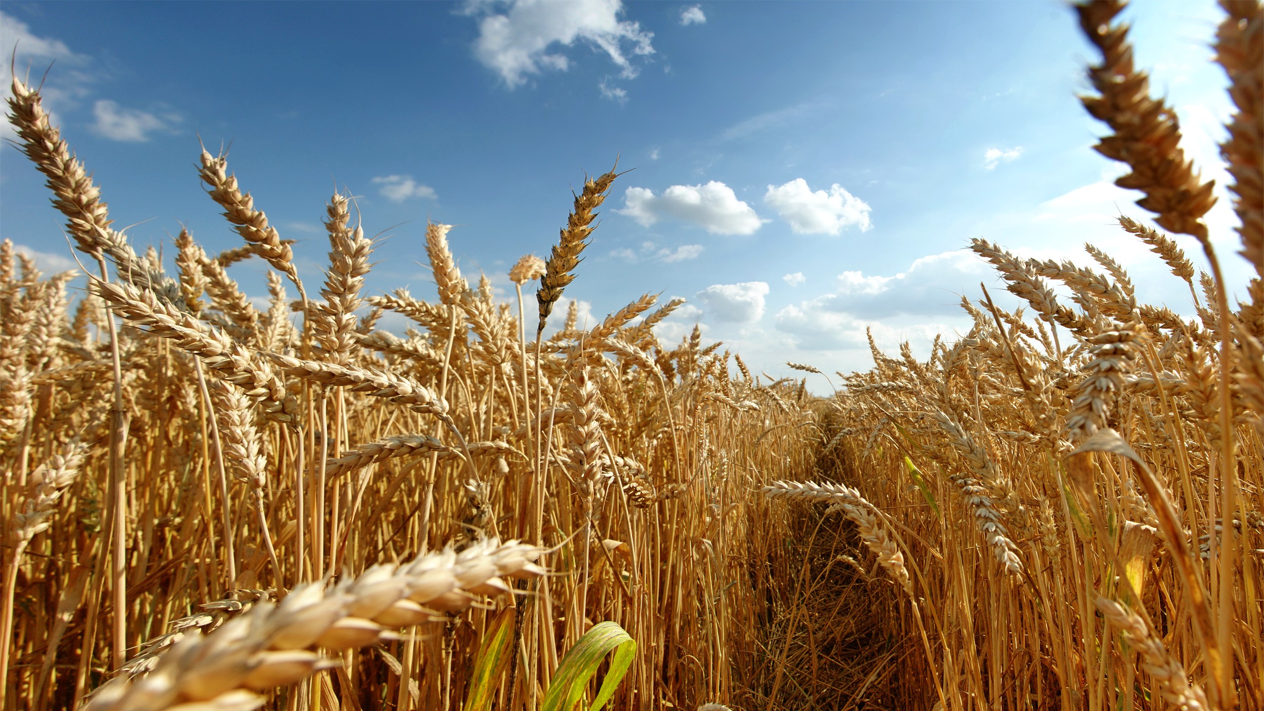 Wheat Field Crops Plants 2560x1440