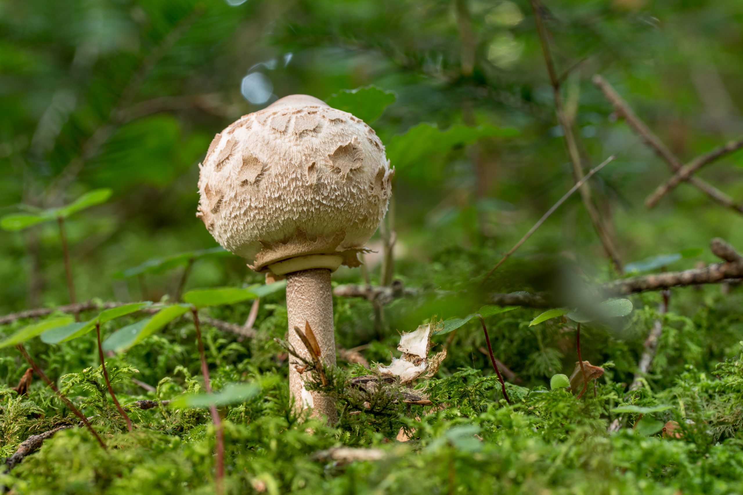 Mushroom Nature Forest Moss Fungus Wood 2560x1707