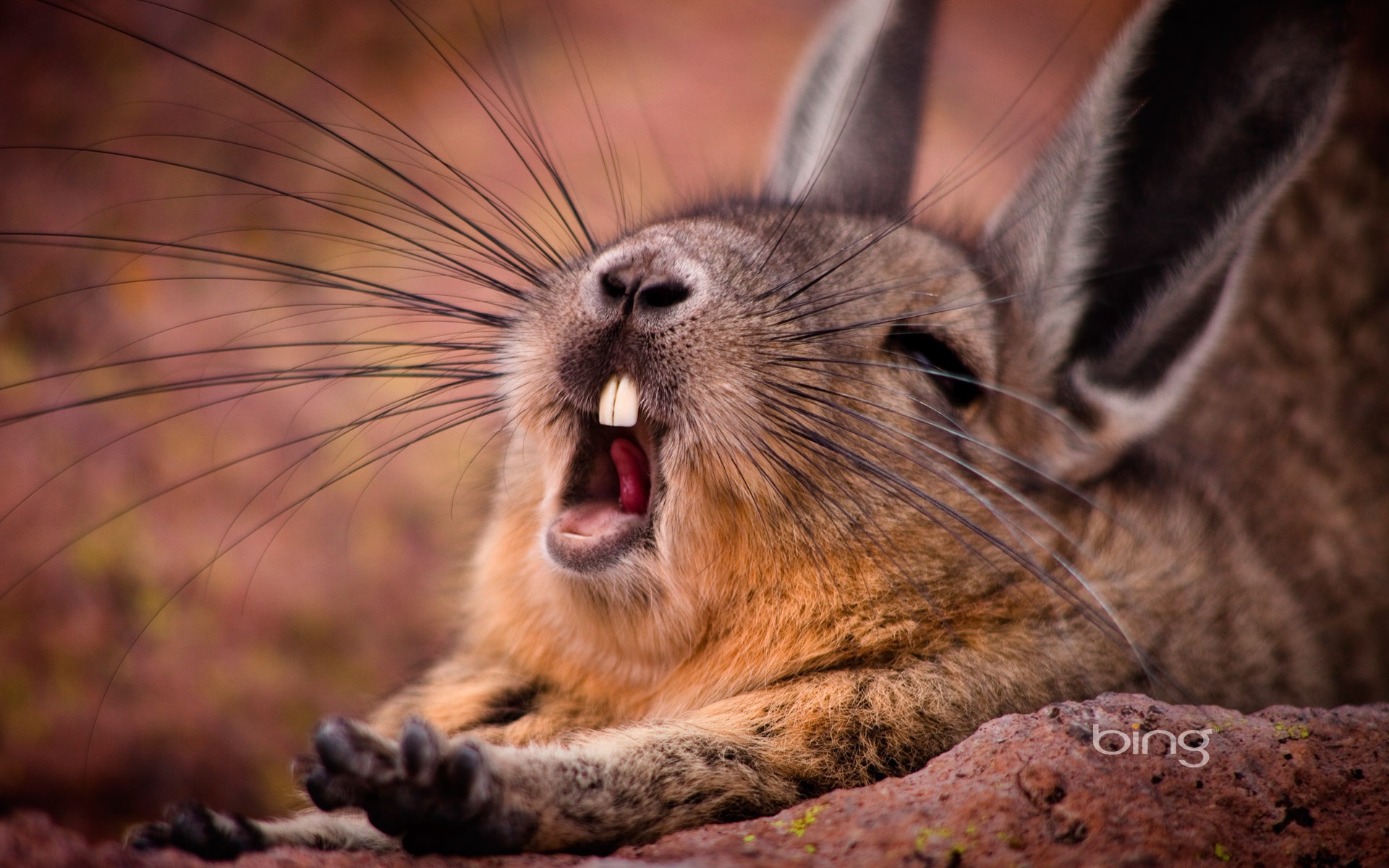 Animals Rabbits Yawning 1920x1200