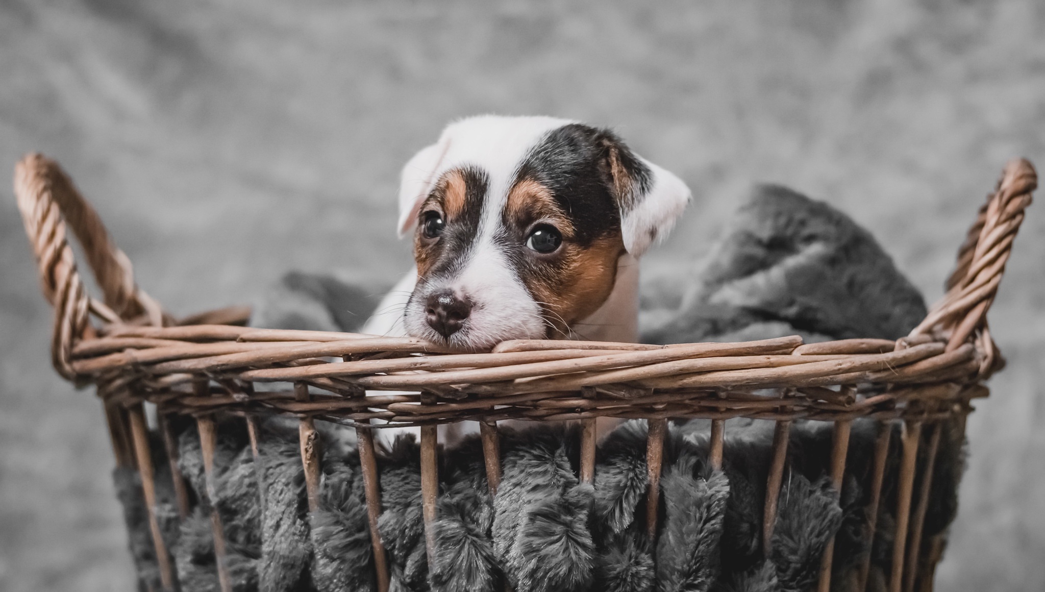 Jack Russell Terrier Dog Basket Puppy Baby Animal Muzzle 2048x1160
