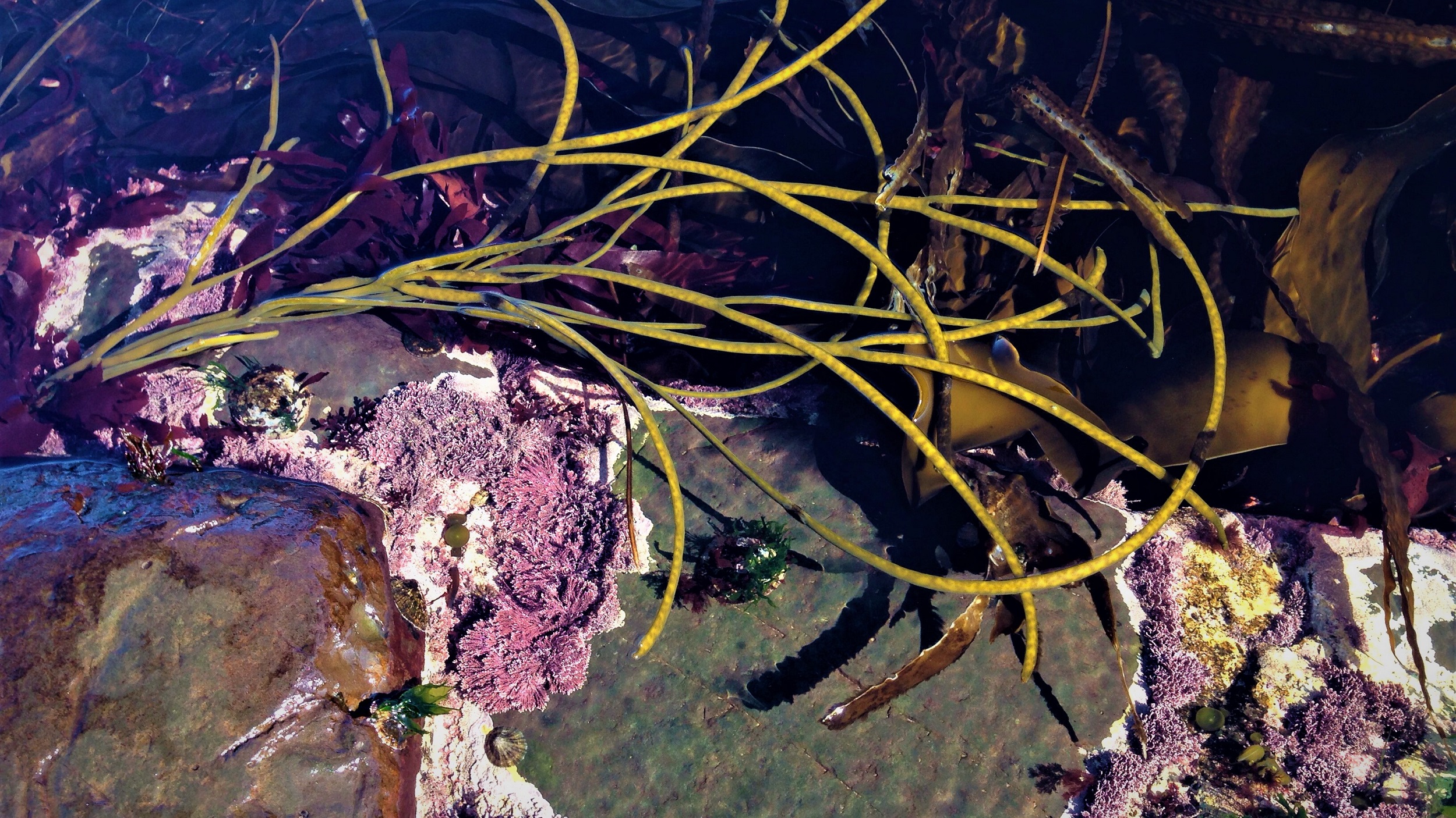 Northern Ireland Seaweed Coast Coastline Sea Life Sea 2500x1406