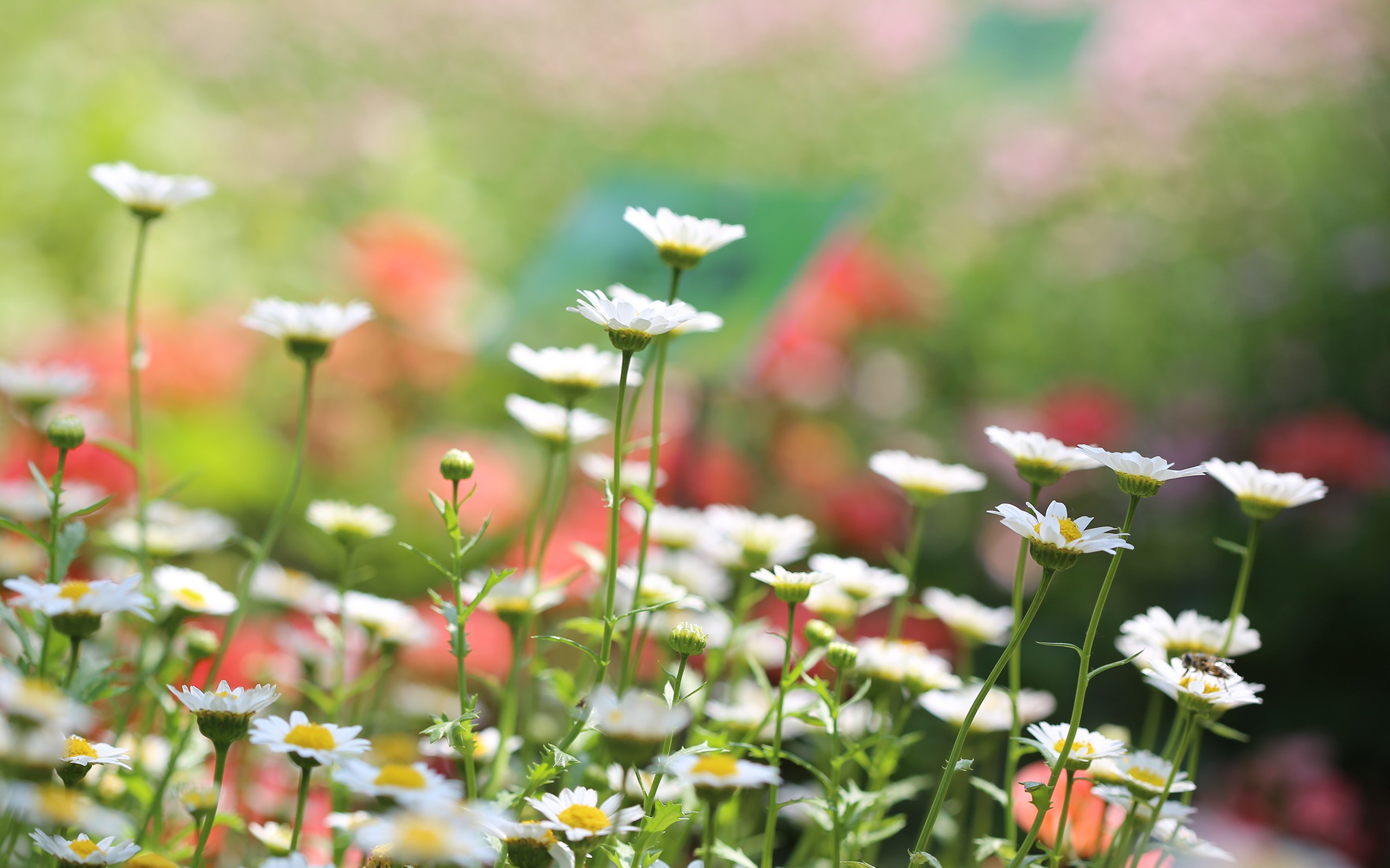 Depth Of Field White Flowers Flowers Nature Macro Daisies Matricaria 2560x1600