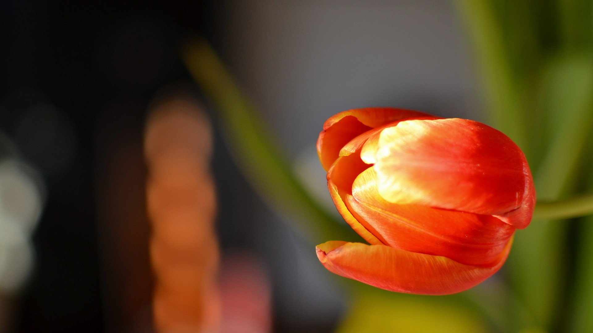 Flowers Tulips Orange Flowers 1920x1080