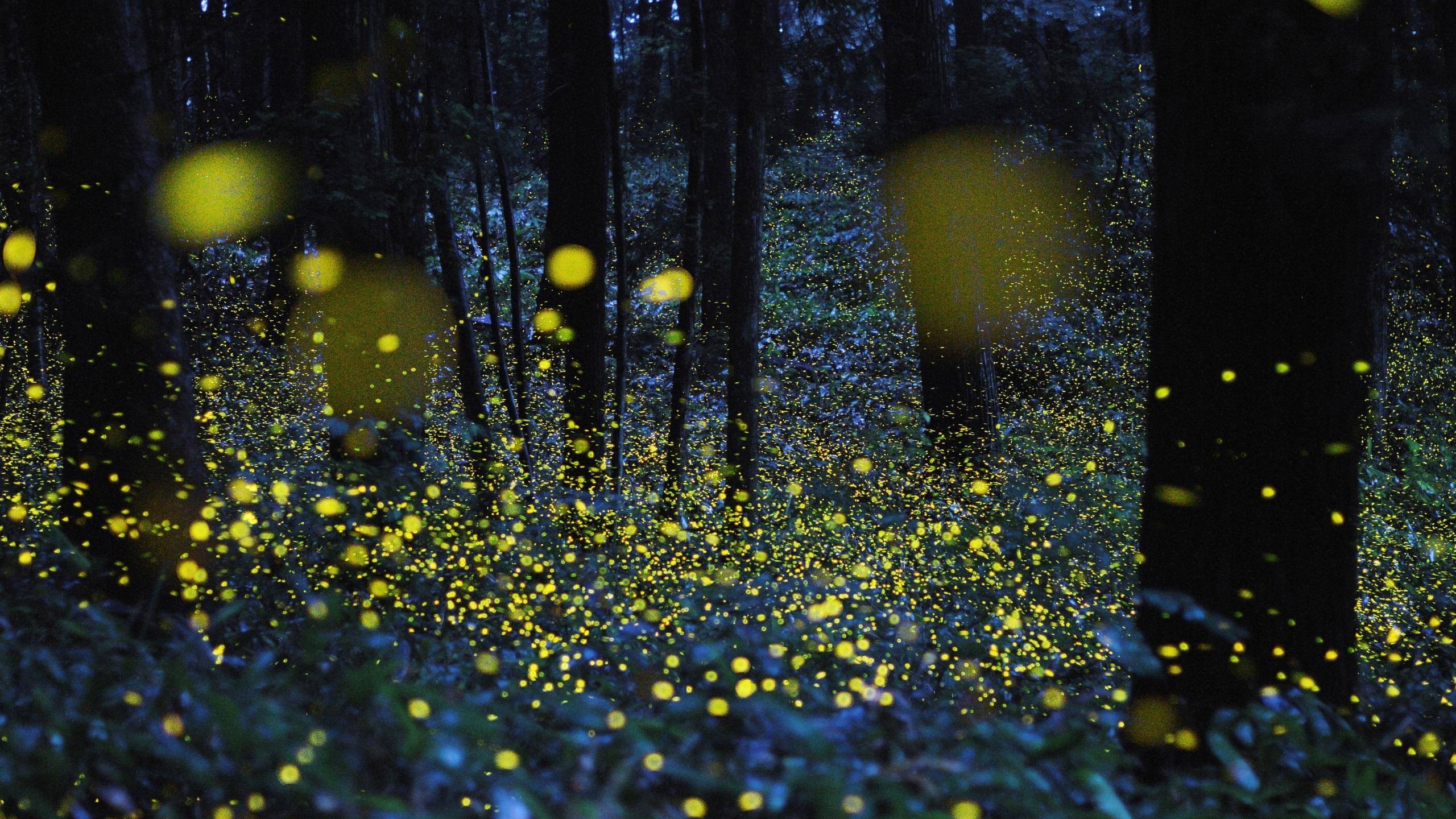 Fireflies Bokeh Night Trees Glowing Nature Lights 2560x1440