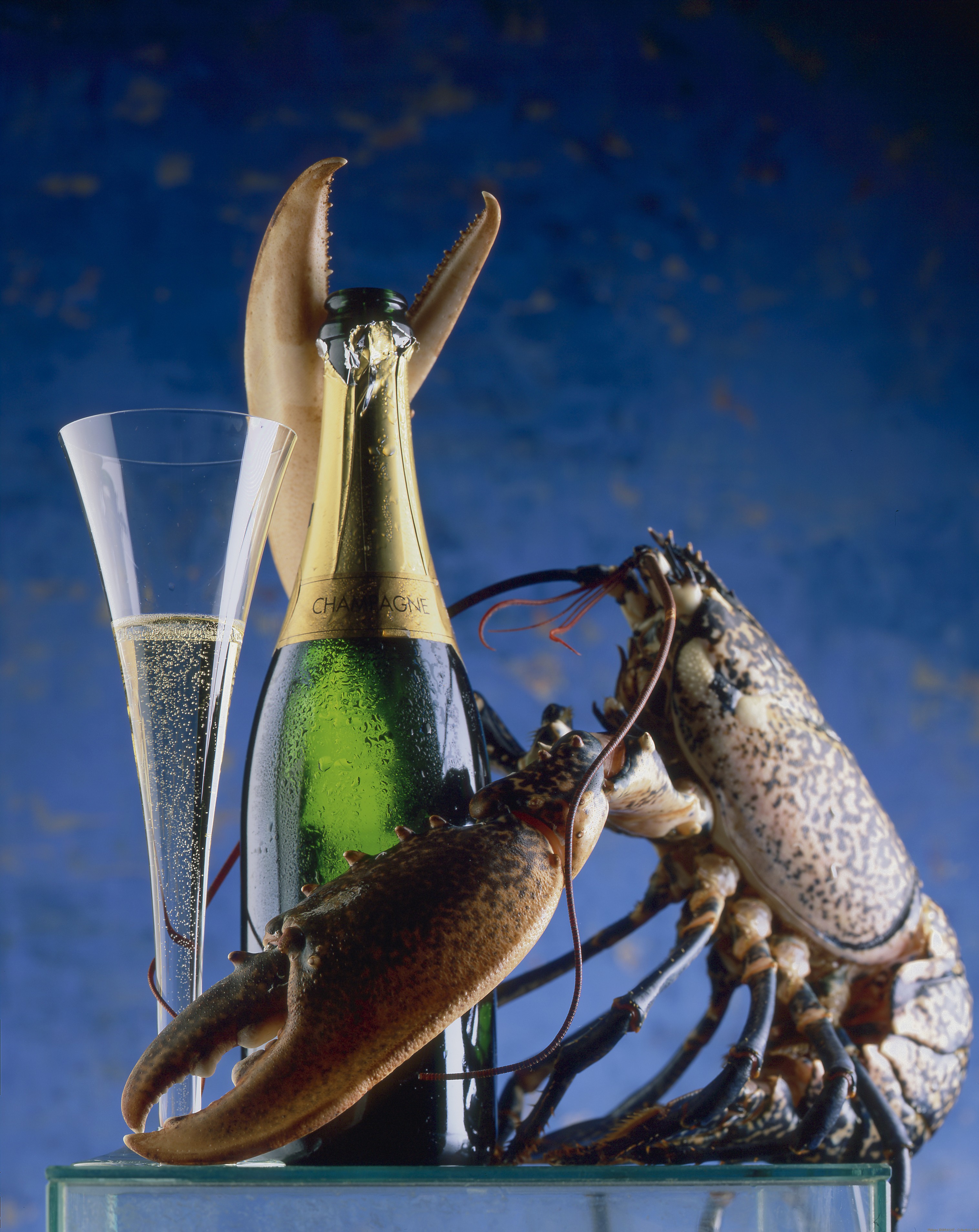 Lobsters Crustaceans Champagne Animals Bottles Alcohol 3031x3815