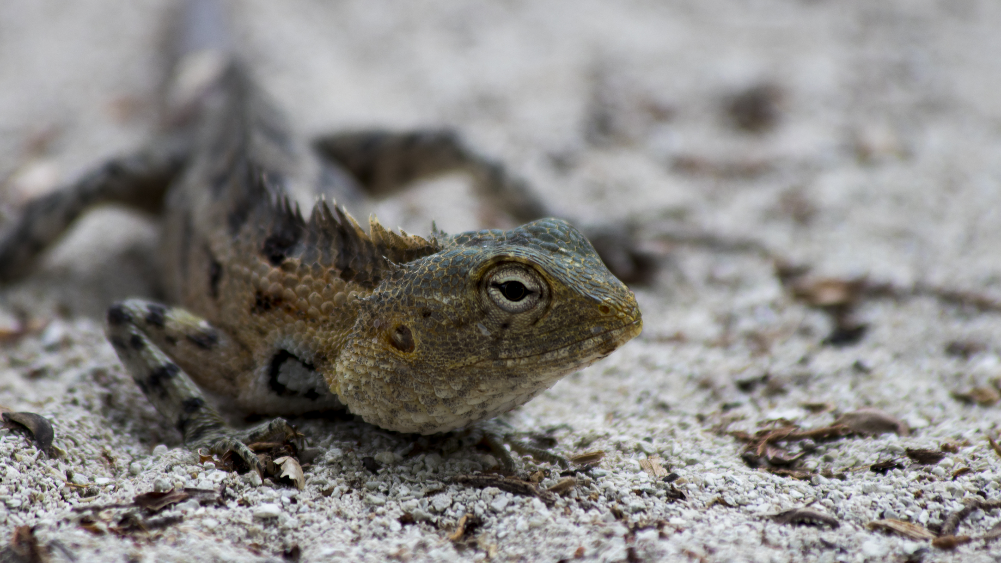 Lizards Reptile Animal Eyes Maldives Closeup 3840x2160