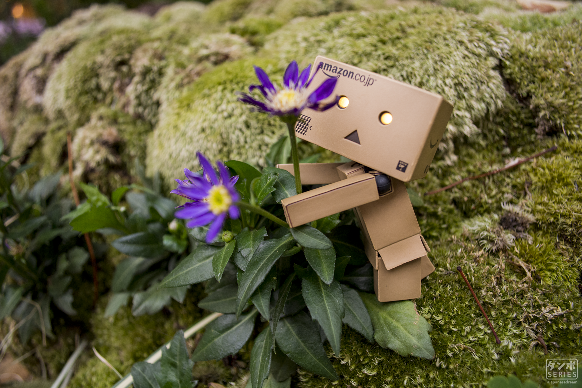 Danbo Japan Japanese Japanese Garden Nature Tokyo Osaka Night Relaxing Anime Amazon 1920x1280