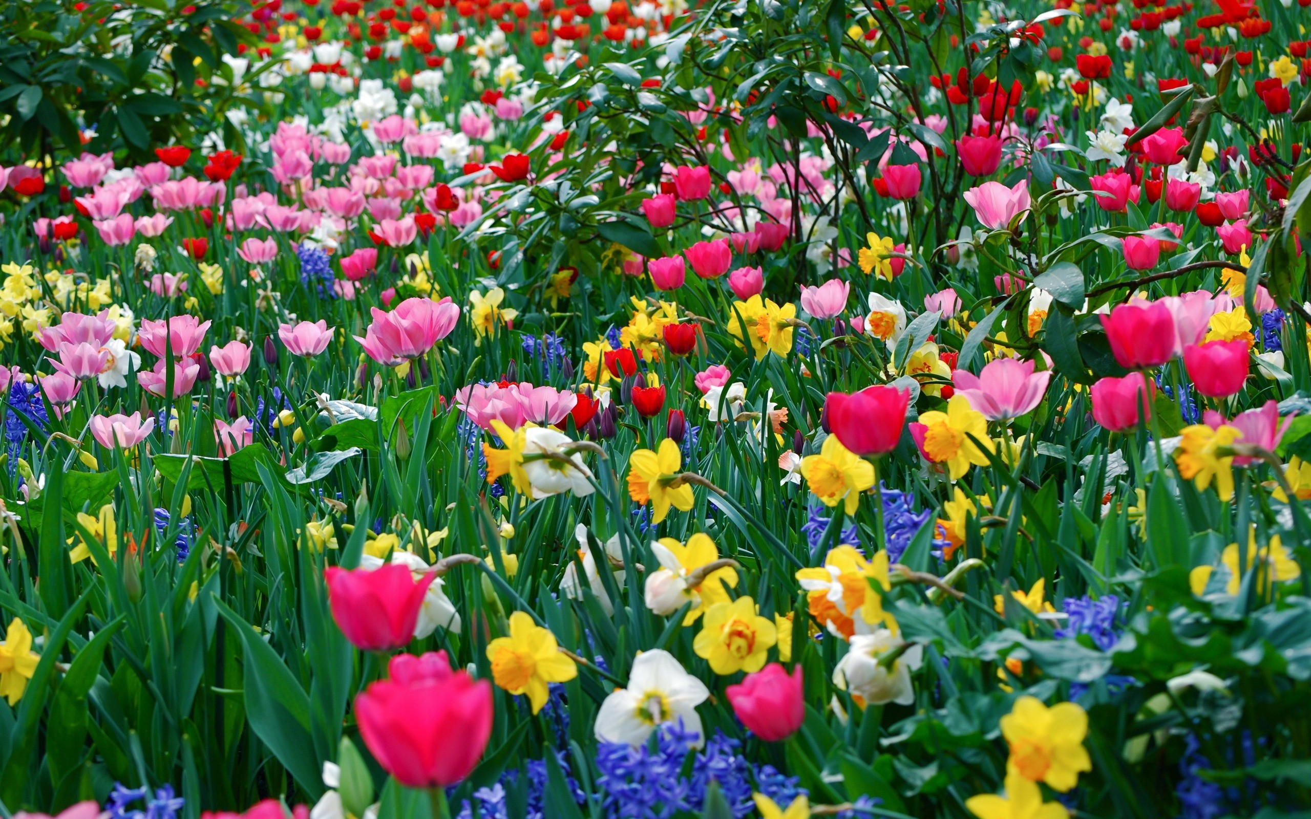 Flowers Garden Tulips Daffodils Pink Flowers Spring 2560x1600