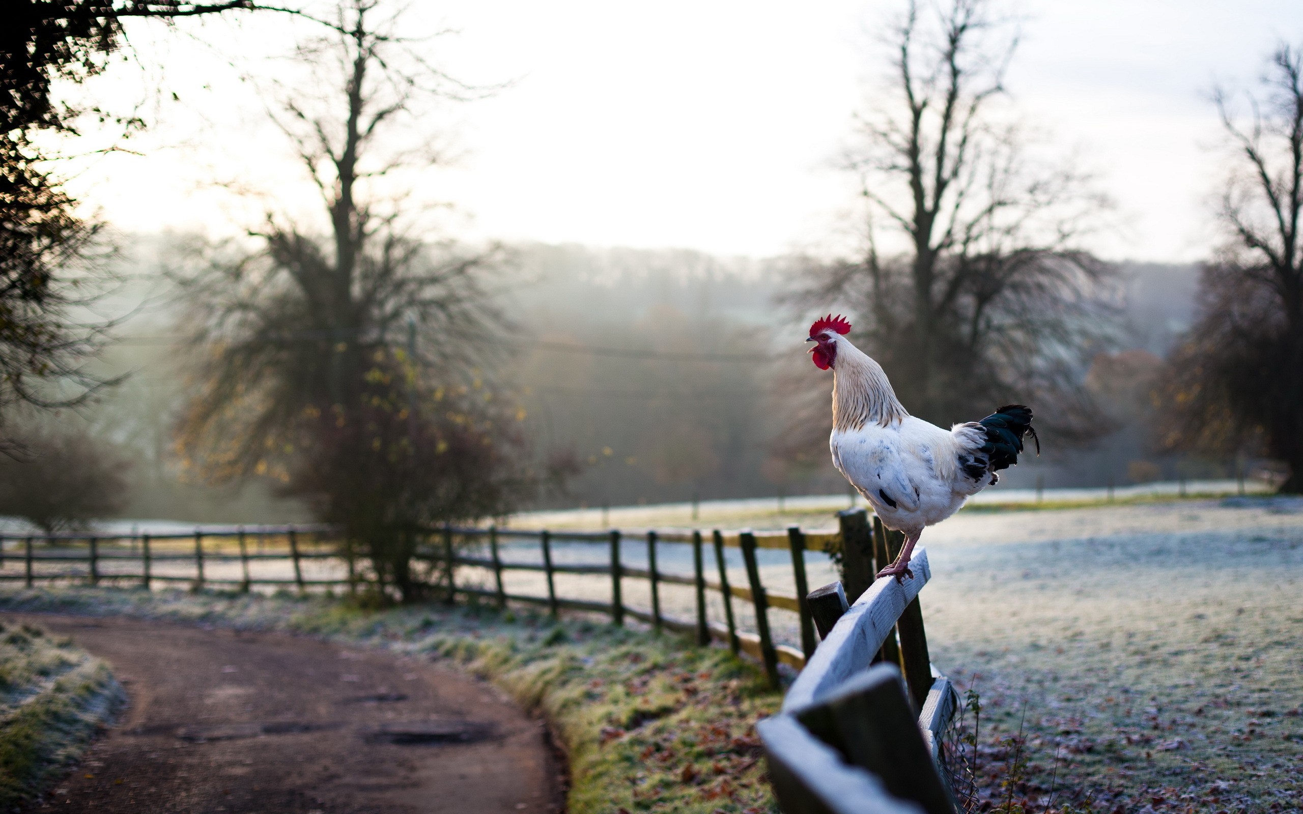 Roosters Animals Birds 2560x1600