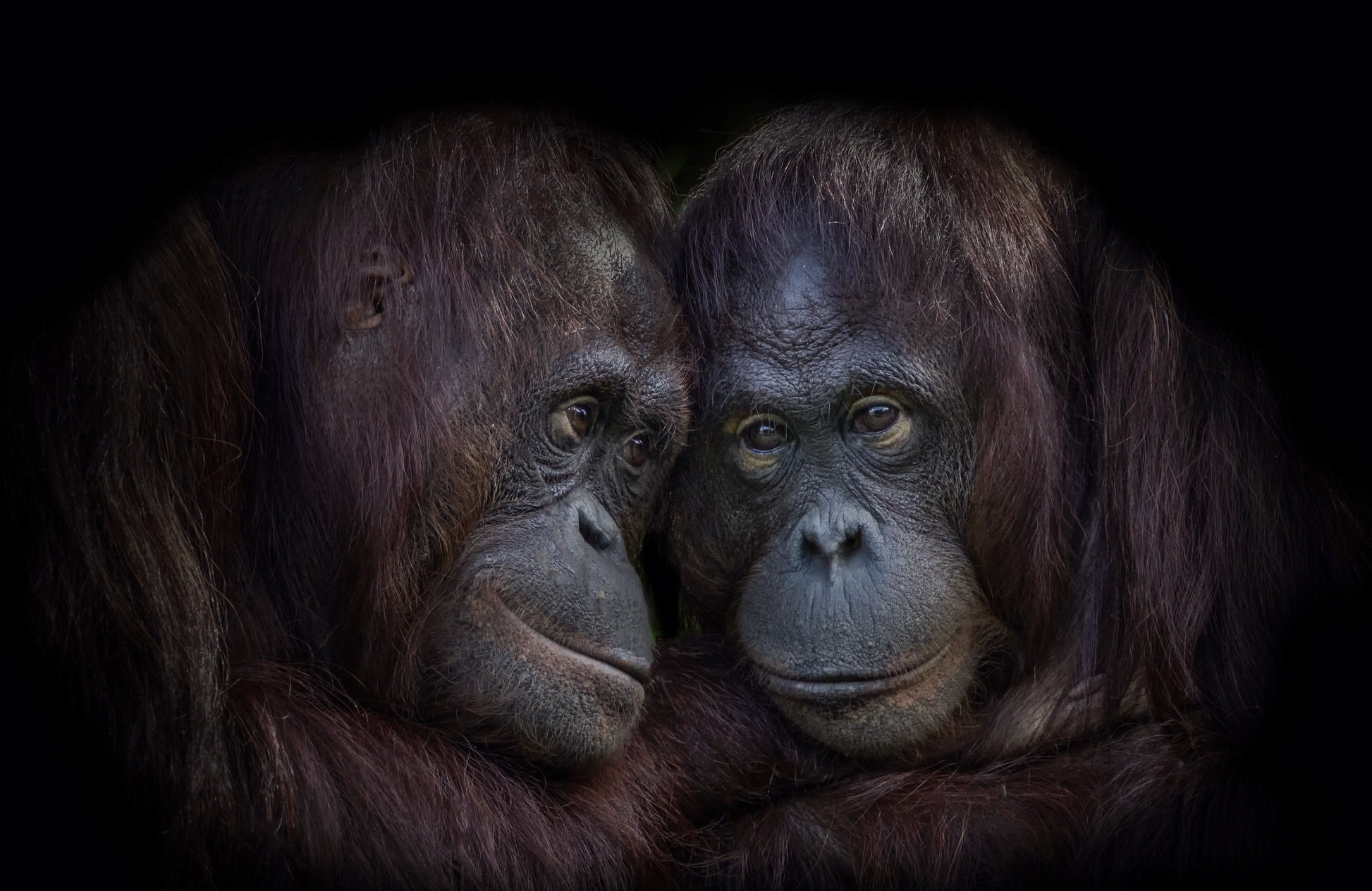 Apes Animals Orangutans 1946x1264