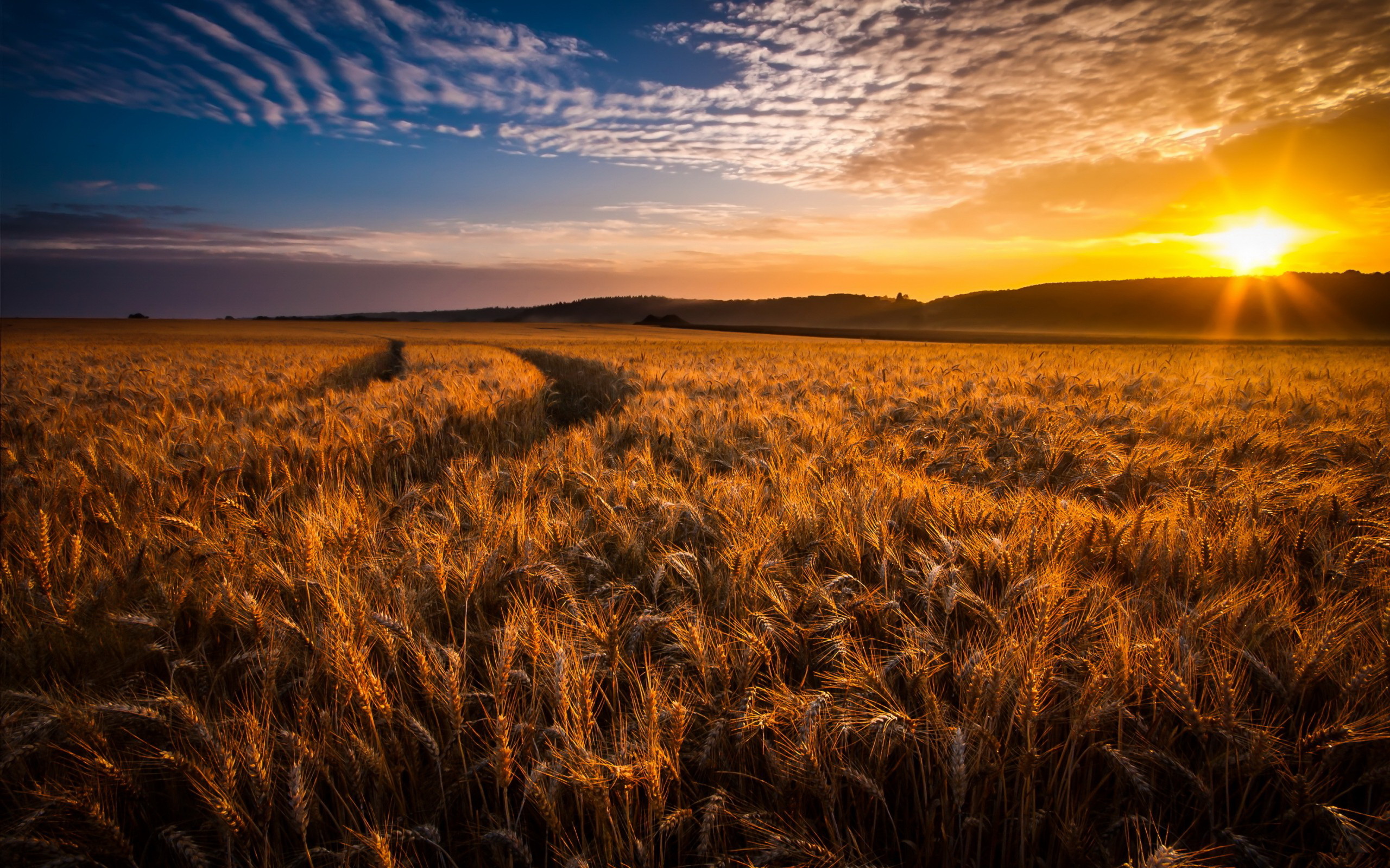 Earth Cornfield 2560x1600