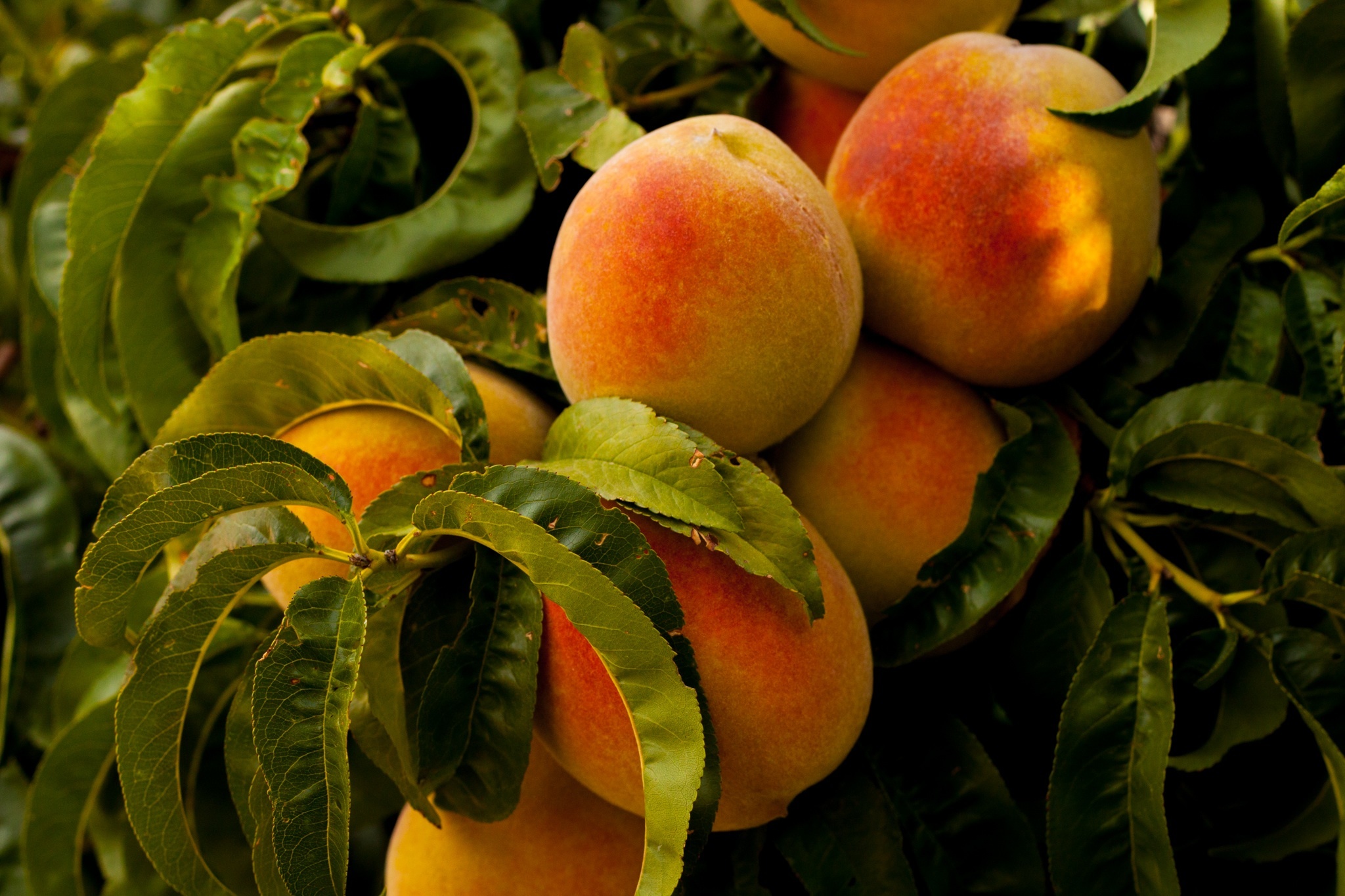 Peaches Food Plants Fruit 2048x1365