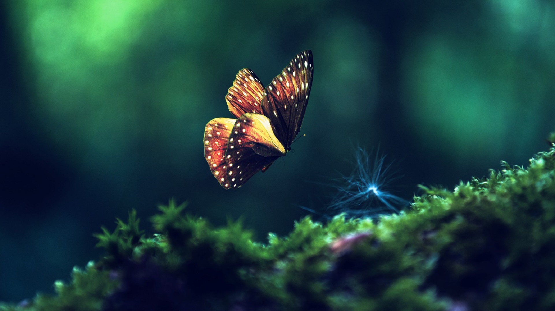 Animal Butterfly 1922x1080