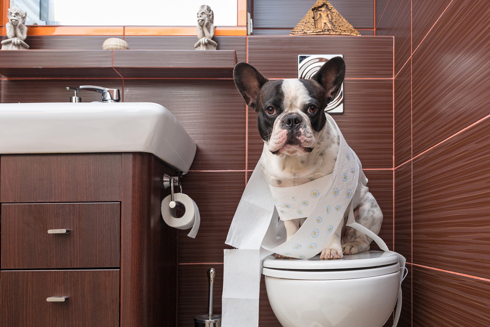 Dog Bathroom Bulldog Cute Funny Toilet 1920x1280