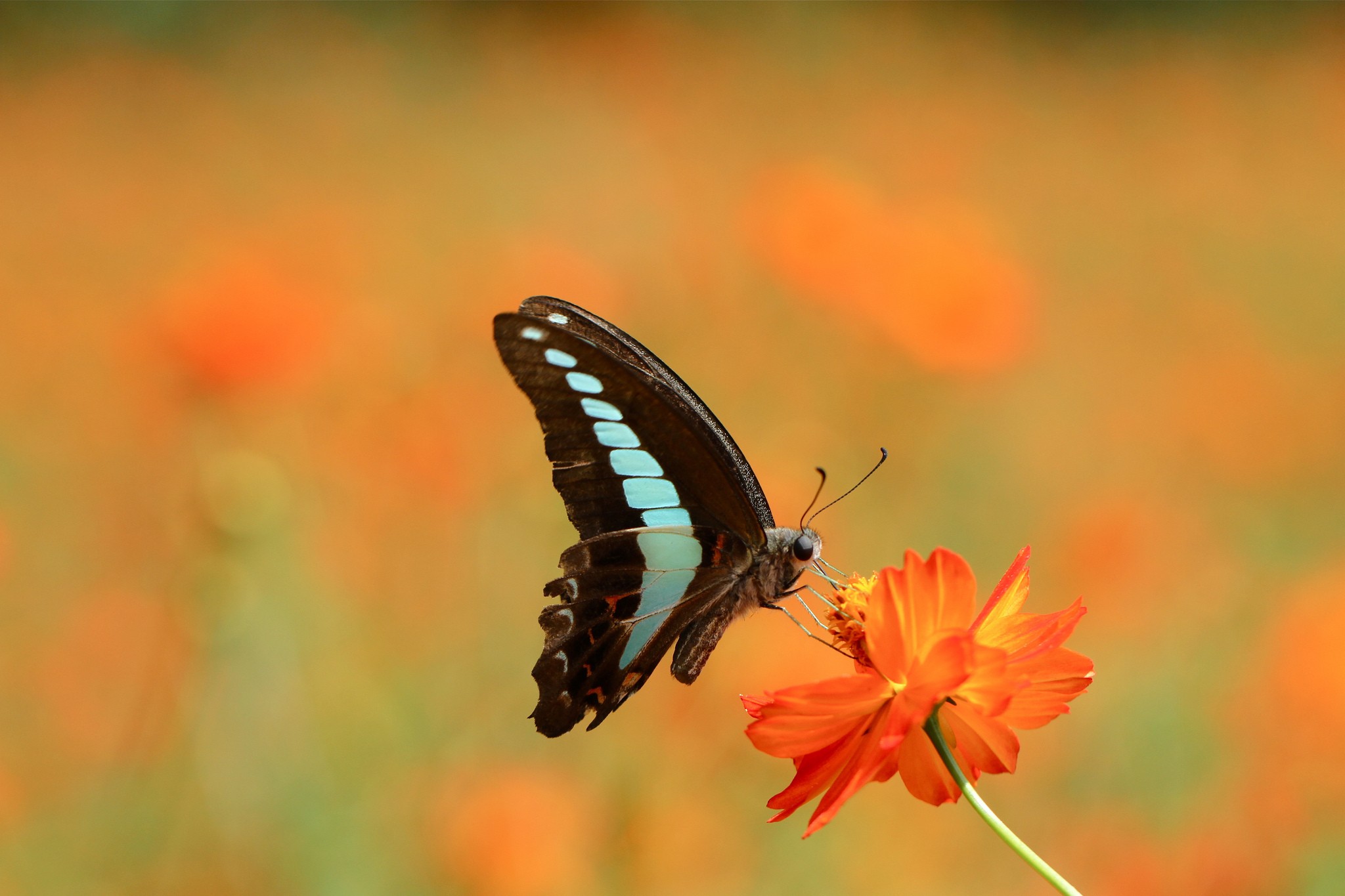 Lepidoptera Macro Butterflies Flowers Animals Insect 2048x1365