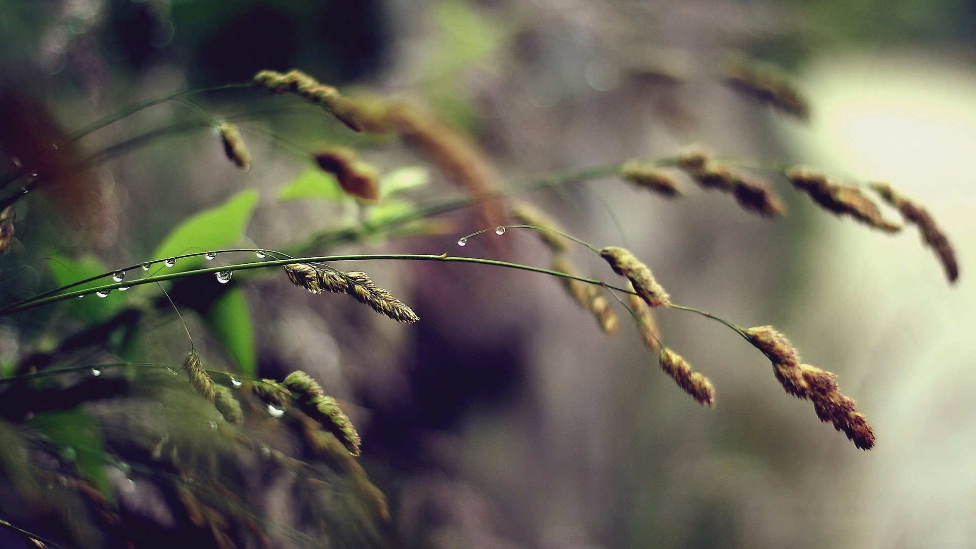 Nature Spikelets Plants Water Drops 1920x1080