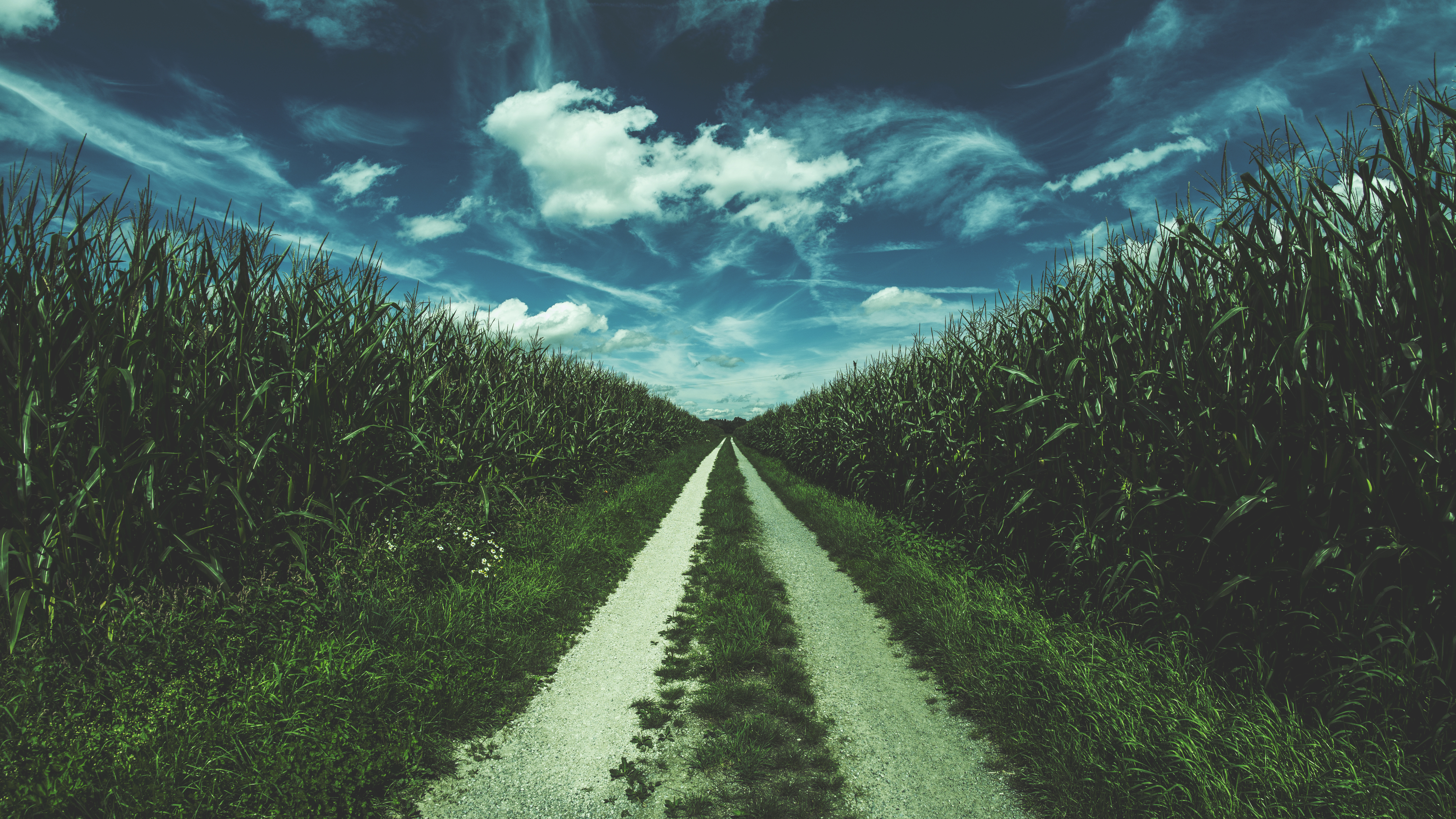 Road Sky Clouds Nature Cornfield Grass 6000x3376