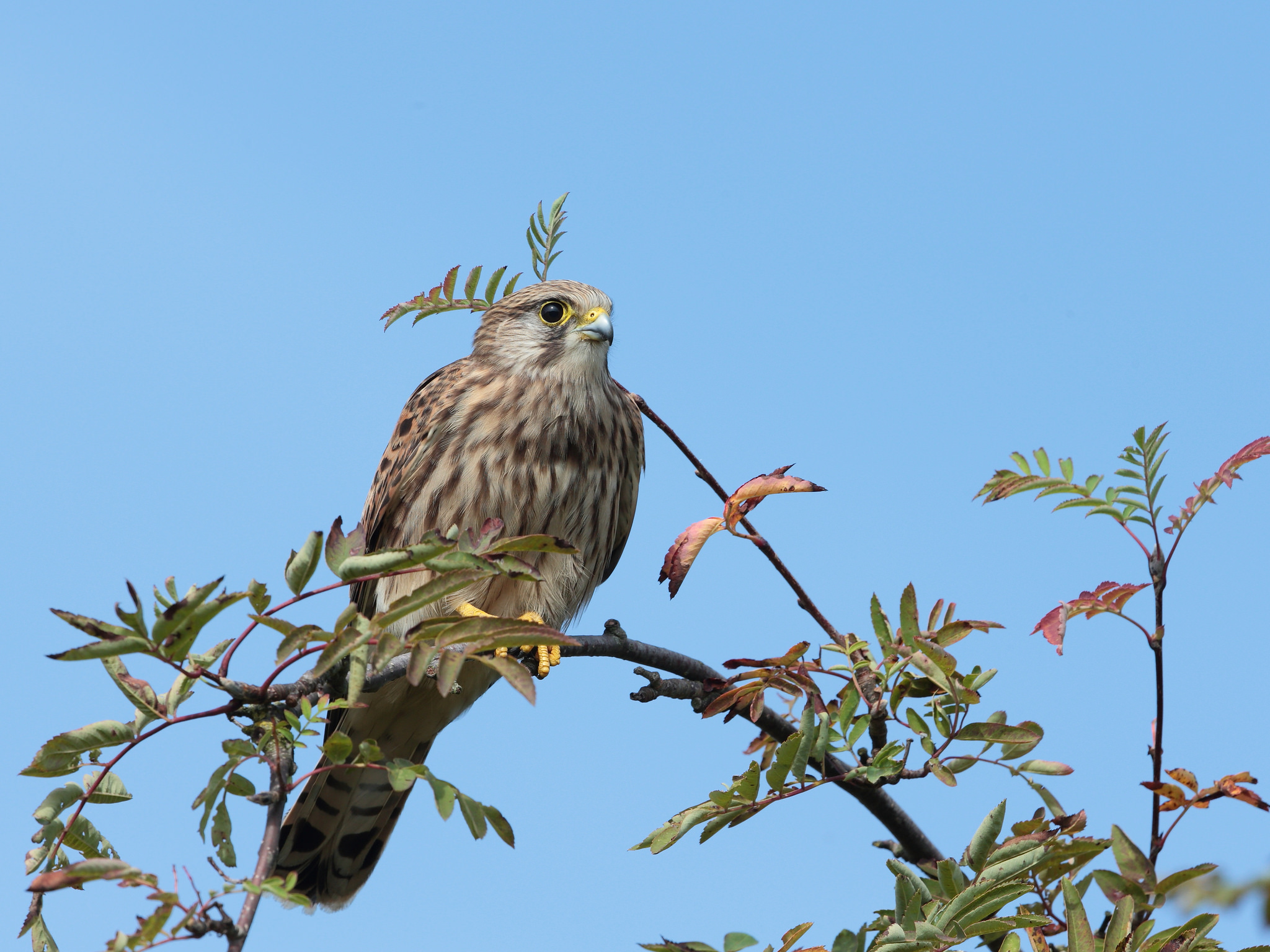 Animal Kestrel 2048x1536