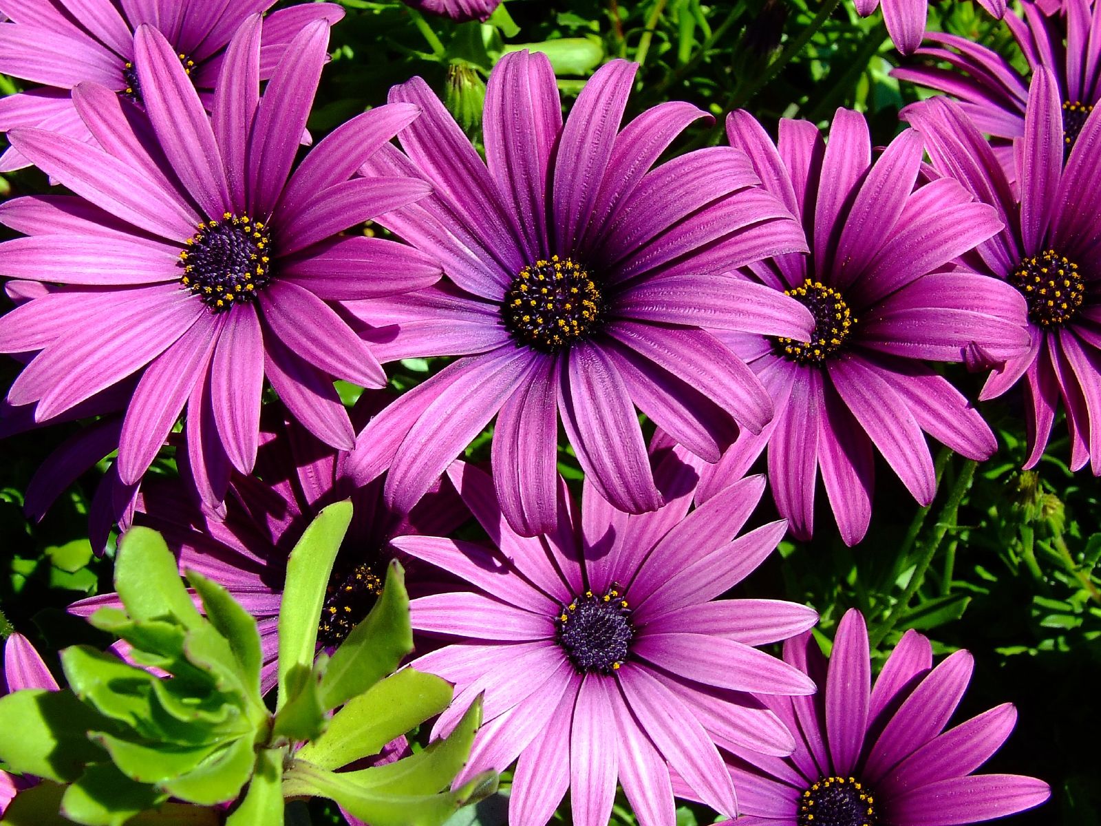 Earth Daisy Purple Flower 1600x1200
