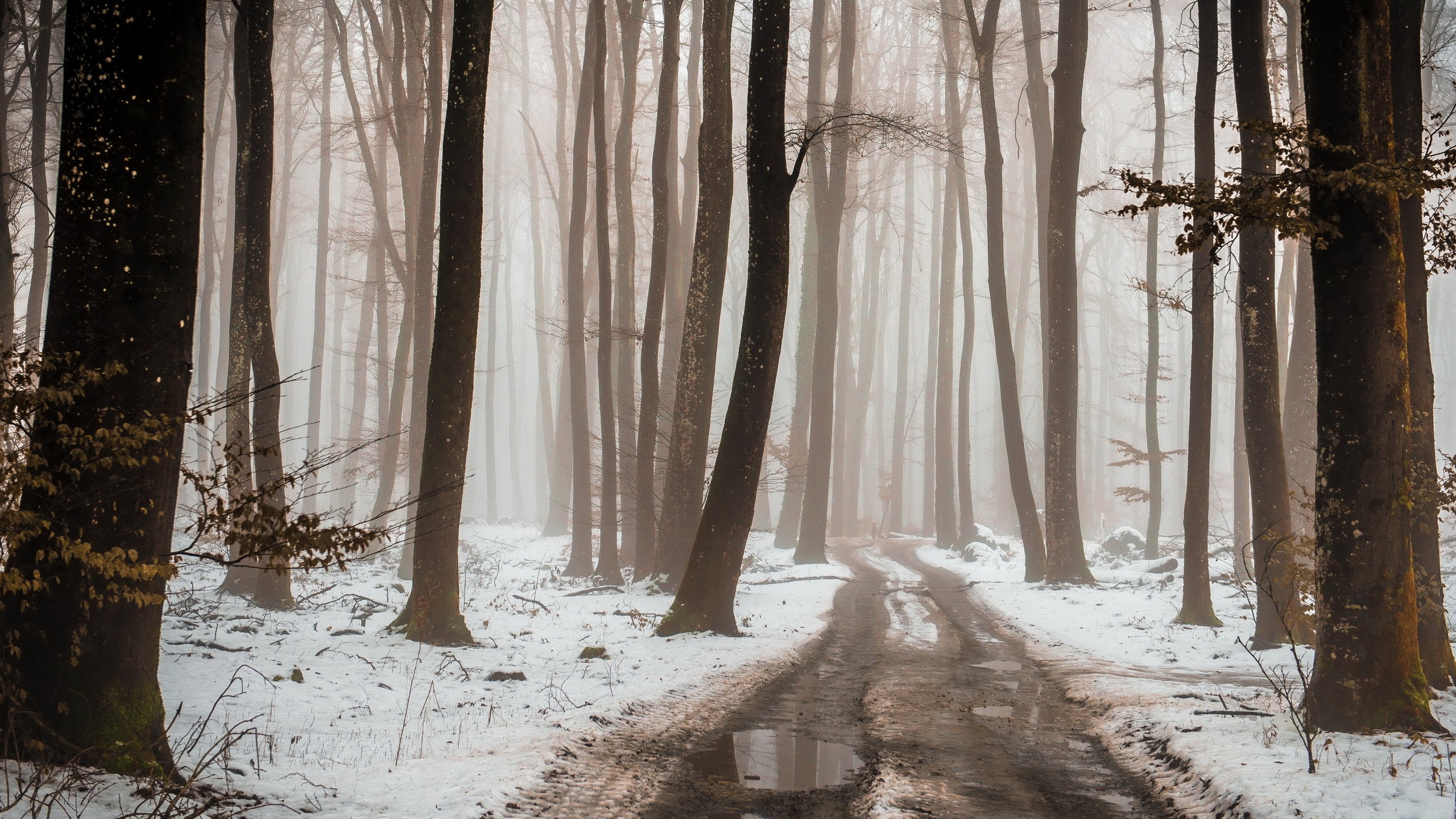Forest Plants Trees Path Dirtroad Snow Winter Mist Puddle Beige Poland 2560x1440