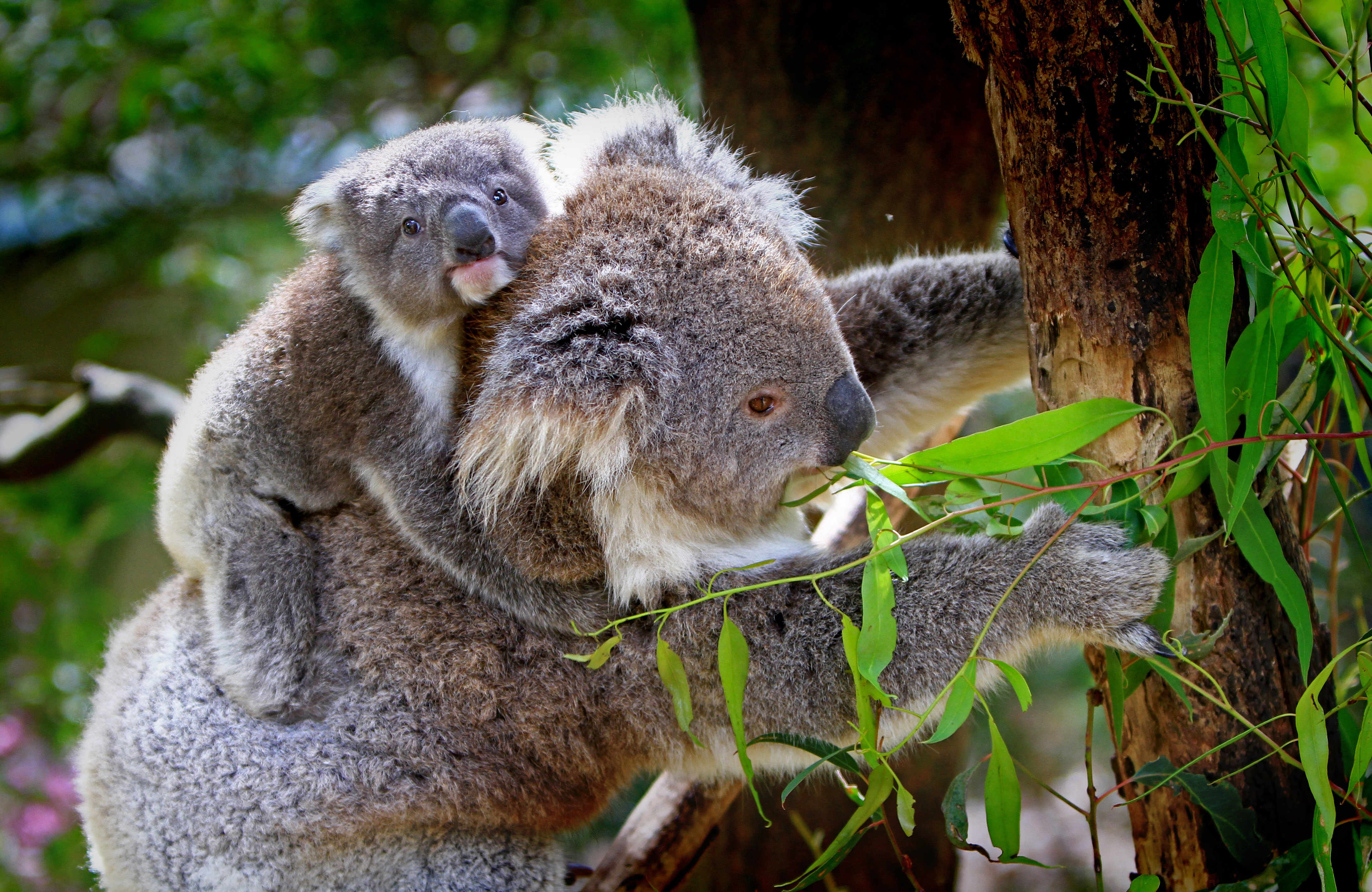 Koala Baby Animal Eucalyptus Bokeh Koala Bear 4374x2844