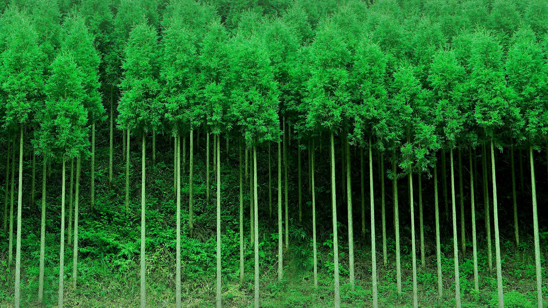 Nature Landscape Trees Forest Plants Monsoon Leaves Japan Kyoto 1920x1080