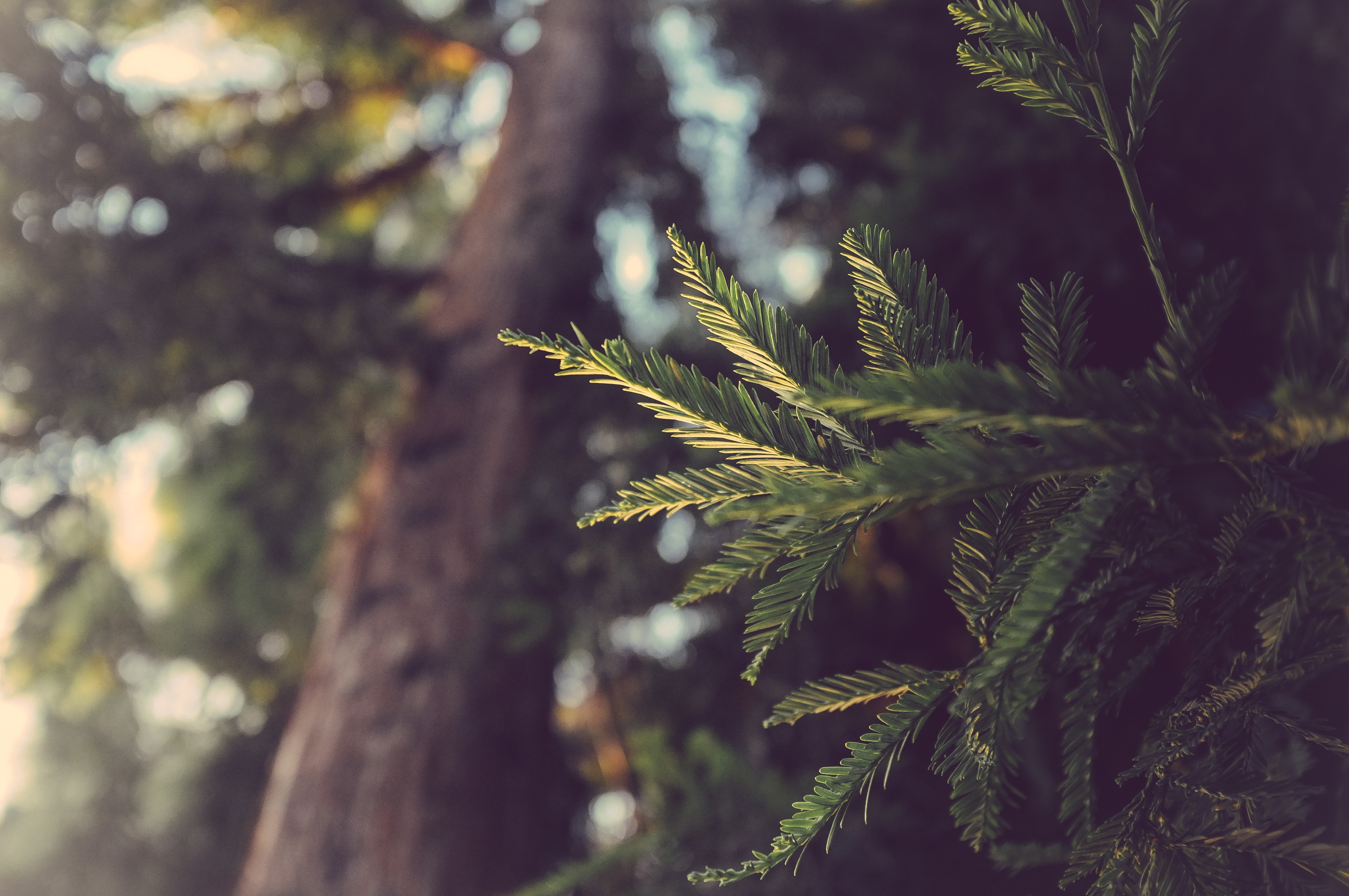 Conifer Macro Plants 4288x2848