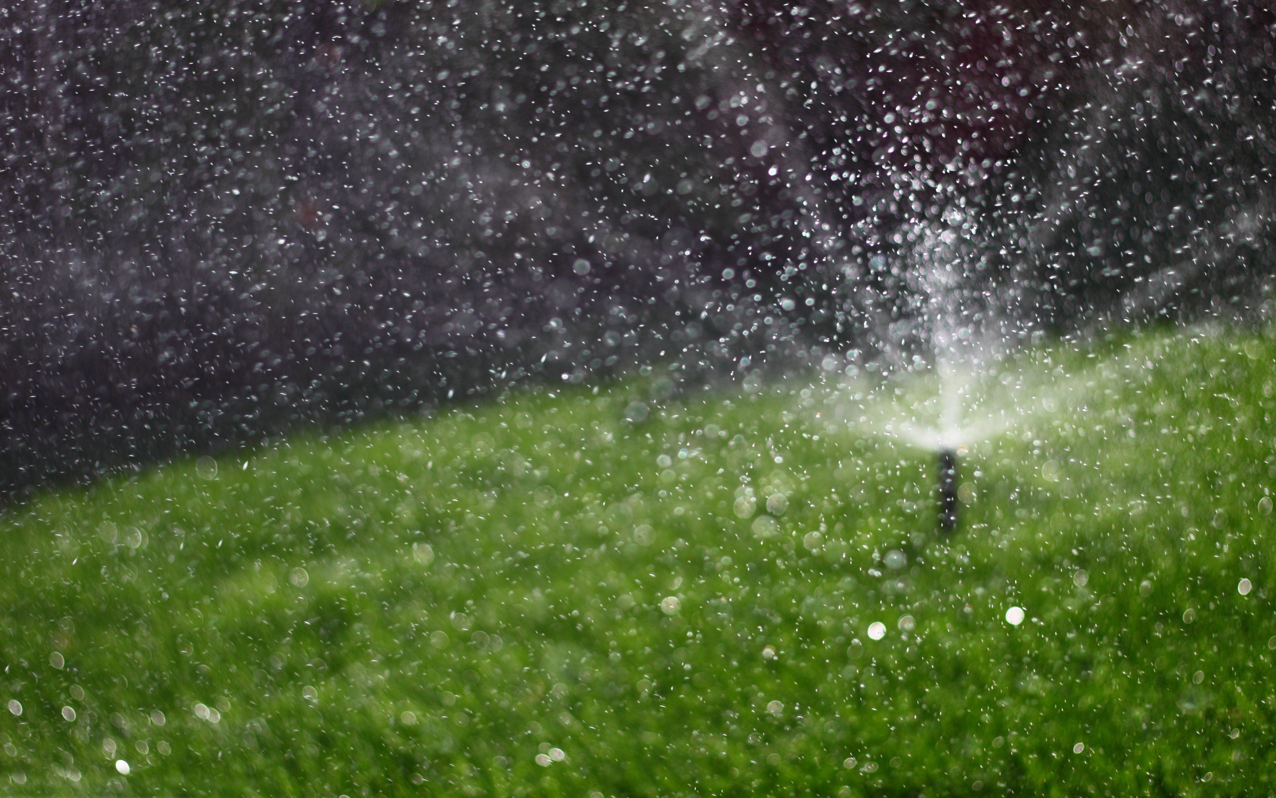 Road Closeup Grass Water Drops Watering 2560x1600