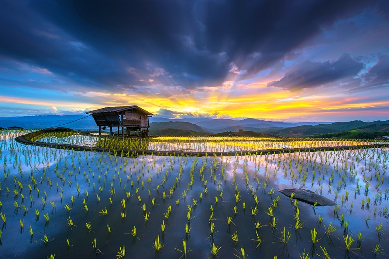 Rice Paddy Hut Terraces Water Mountains Clouds Yellow Blue Farm Sun Rays Nature Landscape 1280x854