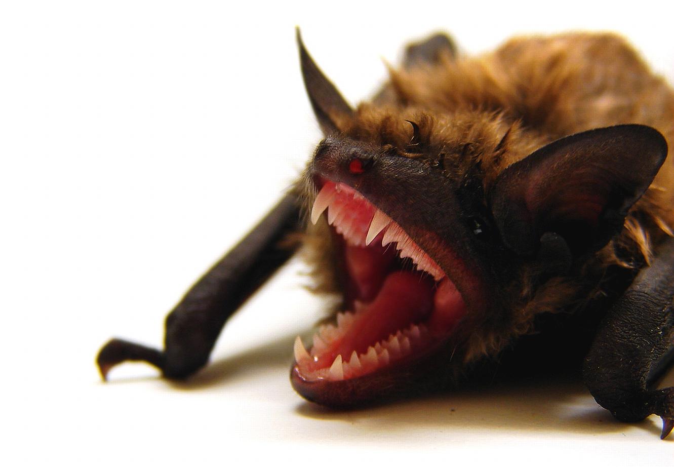 Animal Bat 1331x922