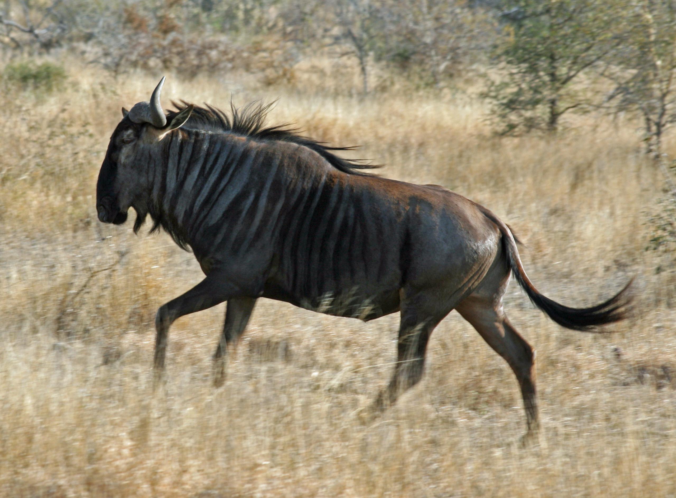 Gnu 2559x1886