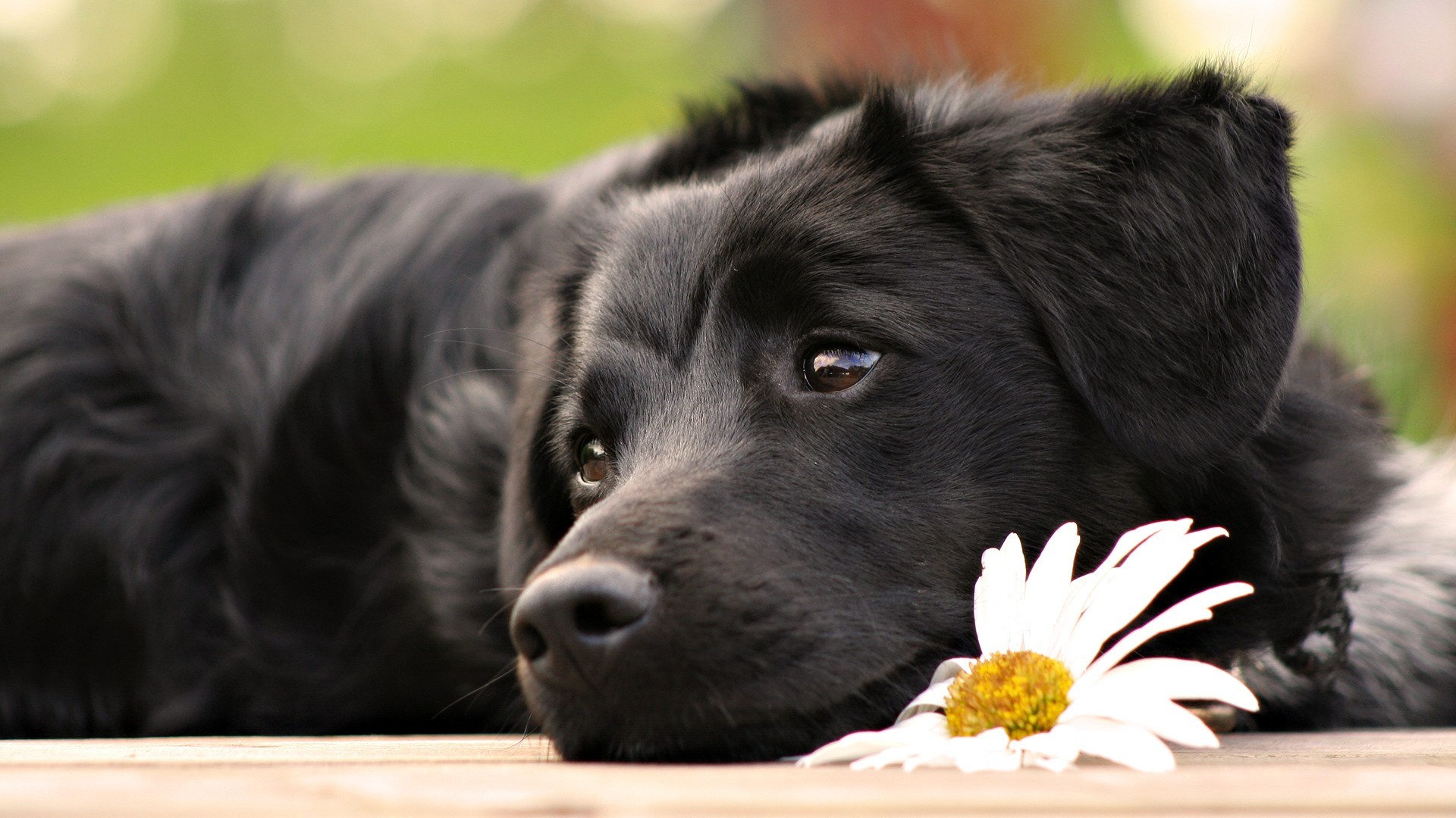 Dog Animals Daisies Labrador Retriever White Flowers 1920x1080