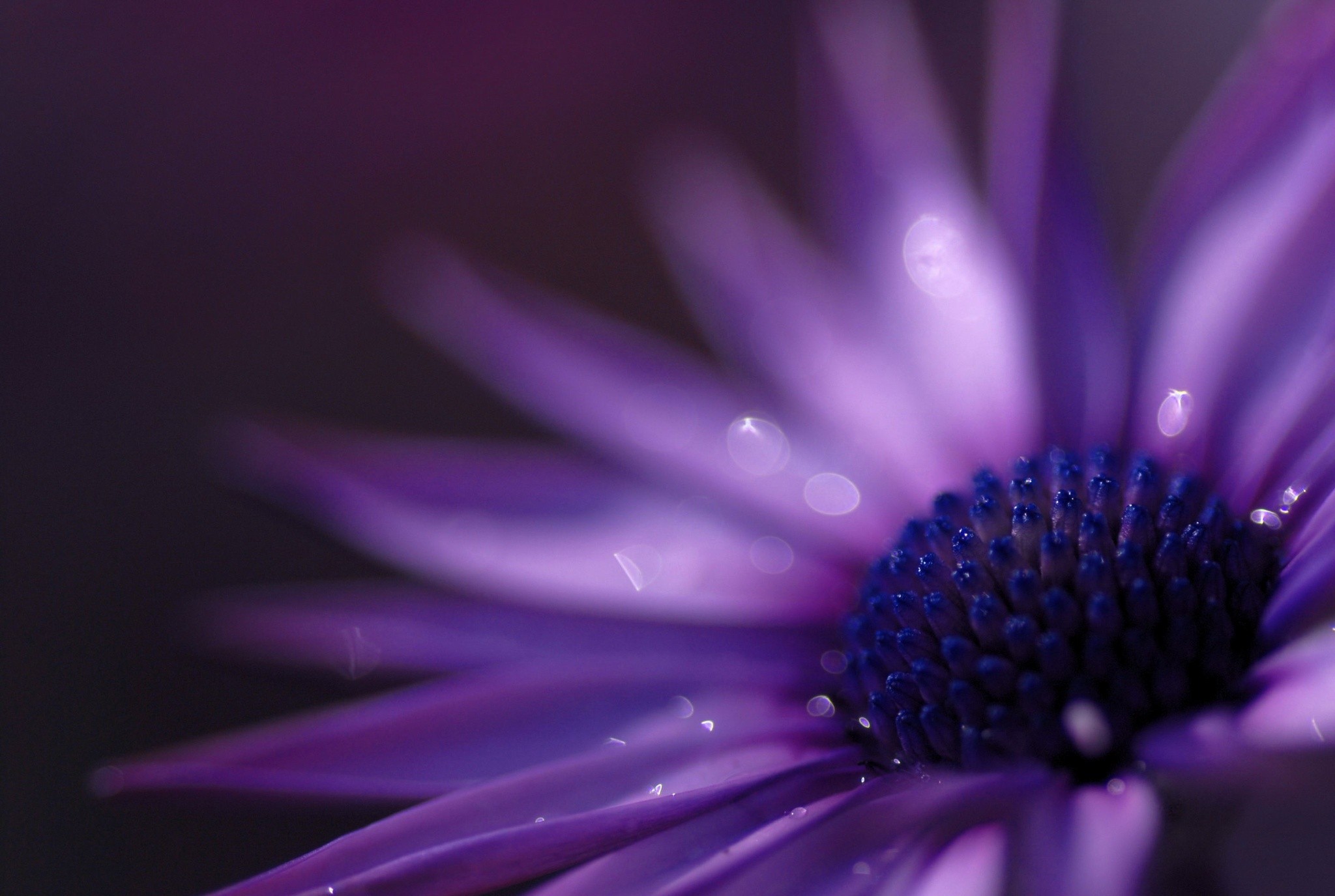 Purple Flowers Macro Daisies 2048x1375